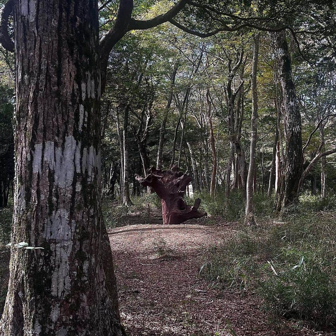 MIKI OKAMOTOさんのインスタグラム写真 - (MIKI OKAMOTOInstagram)「. 素敵なアートと自然を堪能できた🎨🌳 @polamuseumofart   .」11月1日 14時17分 - __.nail.mk