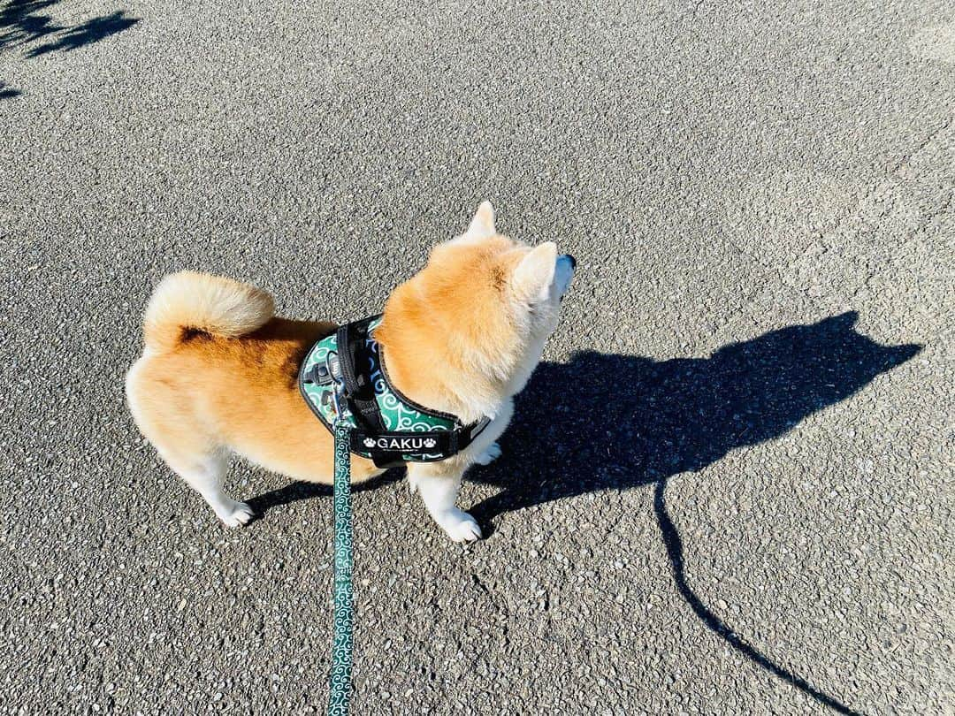 Kazumi-Gakumamaのインスタグラム：「影まで可愛い岳➰🐕❤️ そして、凛々しい😍 🐾----*----*----*----🐾 Gaku is cute even in the shadow➰🐕❤️ And dignified 😍 🐾----*----*----*----🐾 #柴犬 #岳 #柴犬岳 #柴犬ガク#gaku #shibainugaku #shiba #shibainu #shibastagram #いぬすたぐらむ #pecoいぬ部 #pecotv  #dogsofinstagram #ワンフルエンサー  #hermoso #Instagram #weeklyfluff #🐕📷 #dailyfluf #朝ん歩 #深堀中央公園 #影 #shadow  #凛々しい #gallant #親子 #可愛い #ステキ #20231101」