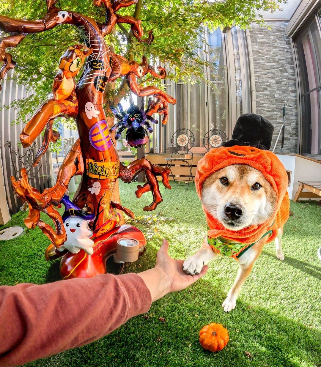 のインスタグラム：「家族みんなで #ハロウィン タイム 🎃🐶 📷 @takuma___0117 ・ ・ ・ #GoPro #GoProJP #GoProPets #Halloween #Shibainu #Shiba #柴犬 #愛犬」