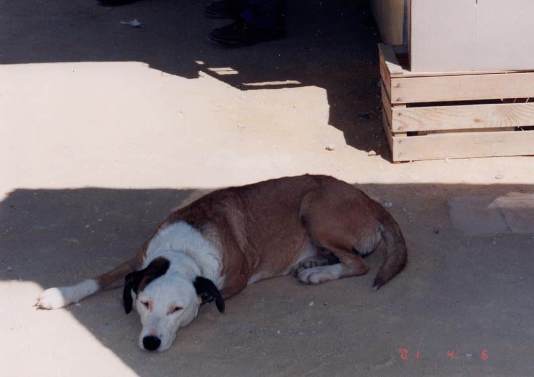 角田美喜のインスタグラム：「111犬の日🐕🐕🐕母が撮ったフイルム写真より😊#犬の日 #イタリア」