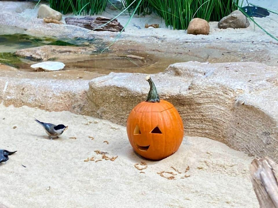 スミソニアン国立動物園さんのインスタグラム写真 - (スミソニアン国立動物園Instagram)「🕸️💀 With a little help from their keepers, our animals got into the #Halloween spirit in spook-tacular fashion. 👻 Instead of going door-to-door in search of tricks or treats, animals are offered this bone-chilling challenge: search for snacks! 👀🎃 Keepers cleverly conceal the animals’ diets inside Jack-O-Lanterns and other festive enrichment. These fiendishly fun activities encourage the animals to forage and explore.  . . .  🦥 Southern two-toed sloth Athena dines on corn, cooked beets and lettuce.  . . .  🎃 Black-footed ferret Grasty poses with a pumpkin.  . . .  🐦 Black-capped chickadee Dot shares some mealworms with her new friend, Jack, on the shores of the Delaware Bay aviary.  . . .  🦉 Eastern screech owl Canyon stands atop a turnip—the original Jack-O-Lantern!  . . .  🐻 Sloth bear Niko slurps up meal worms from a festive gourd that bears his likeness.  . . .  👀 Enter…if you dare. Our brave southern lesser galago Mopani shows no fear while retrieving insects from a haunted house.  . . .  🐆 No tricks, twice the treats! Clouded leopard Jilian plays with an enrichment ball that’s been sprinkled with catnip.  . . .  🦨 Skunk Sauerkraut sniffs his new exhibit-mate.  . . .  🐦 You won’t catch our raven, Iris, rapping at chamber doors. But keepers *will* put all sorts of objects in her enclosure, adding novelty to her habitat.」11月1日 6時39分 - smithsonianzoo