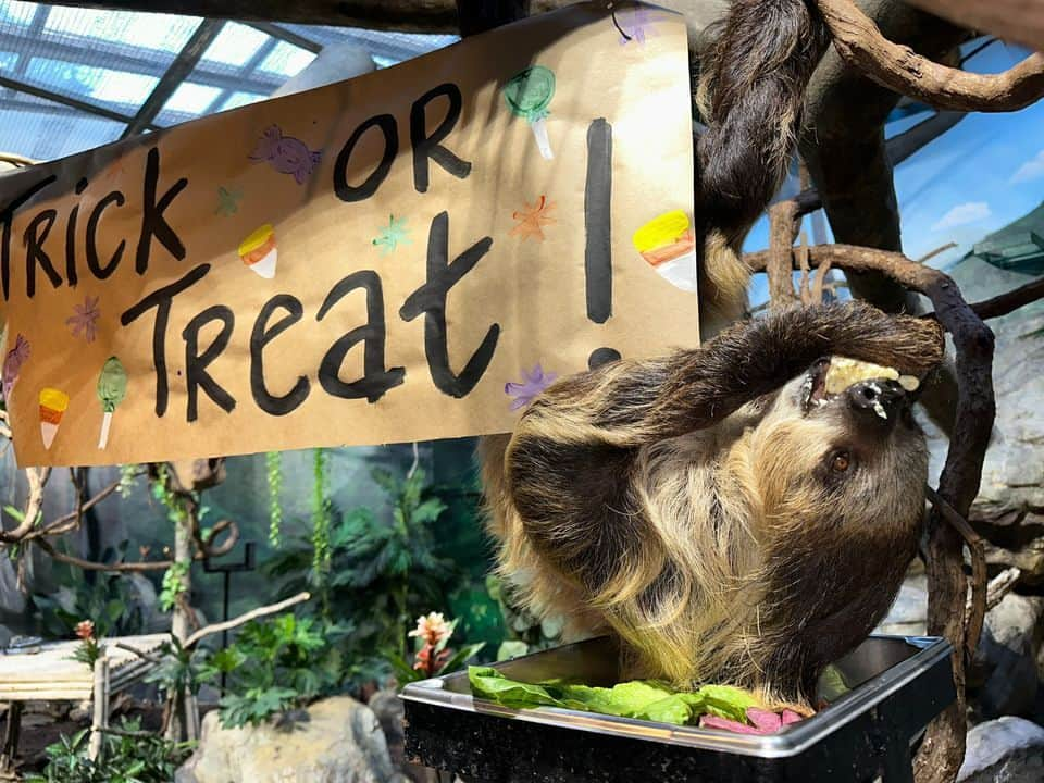 スミソニアン国立動物園さんのインスタグラム写真 - (スミソニアン国立動物園Instagram)「🕸️💀 With a little help from their keepers, our animals got into the #Halloween spirit in spook-tacular fashion. 👻 Instead of going door-to-door in search of tricks or treats, animals are offered this bone-chilling challenge: search for snacks! 👀🎃 Keepers cleverly conceal the animals’ diets inside Jack-O-Lanterns and other festive enrichment. These fiendishly fun activities encourage the animals to forage and explore.  . . .  🦥 Southern two-toed sloth Athena dines on corn, cooked beets and lettuce.  . . .  🎃 Black-footed ferret Grasty poses with a pumpkin.  . . .  🐦 Black-capped chickadee Dot shares some mealworms with her new friend, Jack, on the shores of the Delaware Bay aviary.  . . .  🦉 Eastern screech owl Canyon stands atop a turnip—the original Jack-O-Lantern!  . . .  🐻 Sloth bear Niko slurps up meal worms from a festive gourd that bears his likeness.  . . .  👀 Enter…if you dare. Our brave southern lesser galago Mopani shows no fear while retrieving insects from a haunted house.  . . .  🐆 No tricks, twice the treats! Clouded leopard Jilian plays with an enrichment ball that’s been sprinkled with catnip.  . . .  🦨 Skunk Sauerkraut sniffs his new exhibit-mate.  . . .  🐦 You won’t catch our raven, Iris, rapping at chamber doors. But keepers *will* put all sorts of objects in her enclosure, adding novelty to her habitat.」11月1日 6時39分 - smithsonianzoo