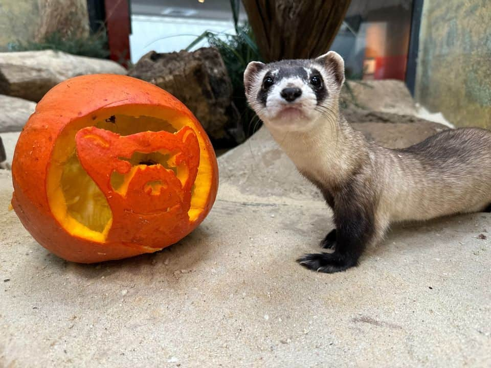 スミソニアン国立動物園さんのインスタグラム写真 - (スミソニアン国立動物園Instagram)「🕸️💀 With a little help from their keepers, our animals got into the #Halloween spirit in spook-tacular fashion. 👻 Instead of going door-to-door in search of tricks or treats, animals are offered this bone-chilling challenge: search for snacks! 👀🎃 Keepers cleverly conceal the animals’ diets inside Jack-O-Lanterns and other festive enrichment. These fiendishly fun activities encourage the animals to forage and explore.  . . .  🦥 Southern two-toed sloth Athena dines on corn, cooked beets and lettuce.  . . .  🎃 Black-footed ferret Grasty poses with a pumpkin.  . . .  🐦 Black-capped chickadee Dot shares some mealworms with her new friend, Jack, on the shores of the Delaware Bay aviary.  . . .  🦉 Eastern screech owl Canyon stands atop a turnip—the original Jack-O-Lantern!  . . .  🐻 Sloth bear Niko slurps up meal worms from a festive gourd that bears his likeness.  . . .  👀 Enter…if you dare. Our brave southern lesser galago Mopani shows no fear while retrieving insects from a haunted house.  . . .  🐆 No tricks, twice the treats! Clouded leopard Jilian plays with an enrichment ball that’s been sprinkled with catnip.  . . .  🦨 Skunk Sauerkraut sniffs his new exhibit-mate.  . . .  🐦 You won’t catch our raven, Iris, rapping at chamber doors. But keepers *will* put all sorts of objects in her enclosure, adding novelty to her habitat.」11月1日 6時39分 - smithsonianzoo