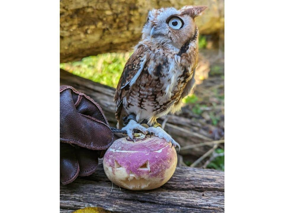 スミソニアン国立動物園さんのインスタグラム写真 - (スミソニアン国立動物園Instagram)「🕸️💀 With a little help from their keepers, our animals got into the #Halloween spirit in spook-tacular fashion. 👻 Instead of going door-to-door in search of tricks or treats, animals are offered this bone-chilling challenge: search for snacks! 👀🎃 Keepers cleverly conceal the animals’ diets inside Jack-O-Lanterns and other festive enrichment. These fiendishly fun activities encourage the animals to forage and explore.  . . .  🦥 Southern two-toed sloth Athena dines on corn, cooked beets and lettuce.  . . .  🎃 Black-footed ferret Grasty poses with a pumpkin.  . . .  🐦 Black-capped chickadee Dot shares some mealworms with her new friend, Jack, on the shores of the Delaware Bay aviary.  . . .  🦉 Eastern screech owl Canyon stands atop a turnip—the original Jack-O-Lantern!  . . .  🐻 Sloth bear Niko slurps up meal worms from a festive gourd that bears his likeness.  . . .  👀 Enter…if you dare. Our brave southern lesser galago Mopani shows no fear while retrieving insects from a haunted house.  . . .  🐆 No tricks, twice the treats! Clouded leopard Jilian plays with an enrichment ball that’s been sprinkled with catnip.  . . .  🦨 Skunk Sauerkraut sniffs his new exhibit-mate.  . . .  🐦 You won’t catch our raven, Iris, rapping at chamber doors. But keepers *will* put all sorts of objects in her enclosure, adding novelty to her habitat.」11月1日 6時39分 - smithsonianzoo