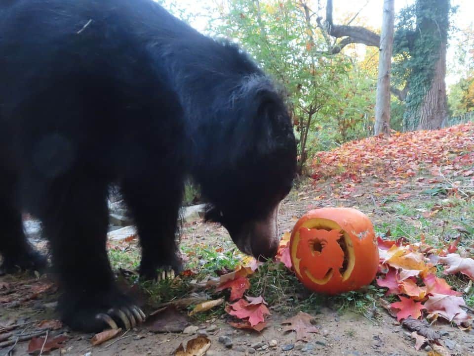 スミソニアン国立動物園さんのインスタグラム写真 - (スミソニアン国立動物園Instagram)「🕸️💀 With a little help from their keepers, our animals got into the #Halloween spirit in spook-tacular fashion. 👻 Instead of going door-to-door in search of tricks or treats, animals are offered this bone-chilling challenge: search for snacks! 👀🎃 Keepers cleverly conceal the animals’ diets inside Jack-O-Lanterns and other festive enrichment. These fiendishly fun activities encourage the animals to forage and explore.  . . .  🦥 Southern two-toed sloth Athena dines on corn, cooked beets and lettuce.  . . .  🎃 Black-footed ferret Grasty poses with a pumpkin.  . . .  🐦 Black-capped chickadee Dot shares some mealworms with her new friend, Jack, on the shores of the Delaware Bay aviary.  . . .  🦉 Eastern screech owl Canyon stands atop a turnip—the original Jack-O-Lantern!  . . .  🐻 Sloth bear Niko slurps up meal worms from a festive gourd that bears his likeness.  . . .  👀 Enter…if you dare. Our brave southern lesser galago Mopani shows no fear while retrieving insects from a haunted house.  . . .  🐆 No tricks, twice the treats! Clouded leopard Jilian plays with an enrichment ball that’s been sprinkled with catnip.  . . .  🦨 Skunk Sauerkraut sniffs his new exhibit-mate.  . . .  🐦 You won’t catch our raven, Iris, rapping at chamber doors. But keepers *will* put all sorts of objects in her enclosure, adding novelty to her habitat.」11月1日 6時39分 - smithsonianzoo