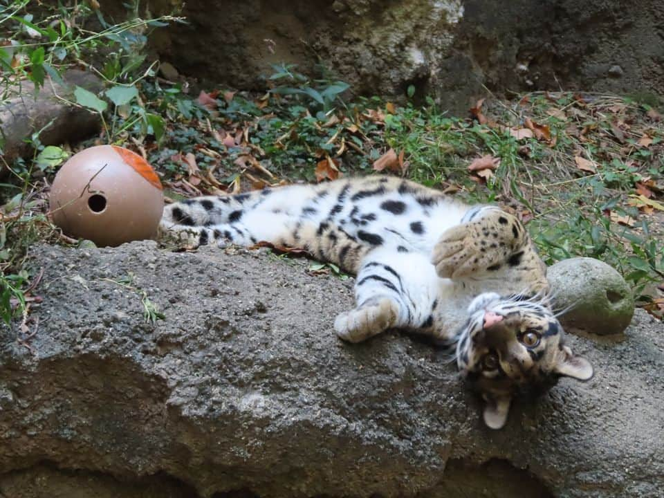 スミソニアン国立動物園さんのインスタグラム写真 - (スミソニアン国立動物園Instagram)「🕸️💀 With a little help from their keepers, our animals got into the #Halloween spirit in spook-tacular fashion. 👻 Instead of going door-to-door in search of tricks or treats, animals are offered this bone-chilling challenge: search for snacks! 👀🎃 Keepers cleverly conceal the animals’ diets inside Jack-O-Lanterns and other festive enrichment. These fiendishly fun activities encourage the animals to forage and explore.  . . .  🦥 Southern two-toed sloth Athena dines on corn, cooked beets and lettuce.  . . .  🎃 Black-footed ferret Grasty poses with a pumpkin.  . . .  🐦 Black-capped chickadee Dot shares some mealworms with her new friend, Jack, on the shores of the Delaware Bay aviary.  . . .  🦉 Eastern screech owl Canyon stands atop a turnip—the original Jack-O-Lantern!  . . .  🐻 Sloth bear Niko slurps up meal worms from a festive gourd that bears his likeness.  . . .  👀 Enter…if you dare. Our brave southern lesser galago Mopani shows no fear while retrieving insects from a haunted house.  . . .  🐆 No tricks, twice the treats! Clouded leopard Jilian plays with an enrichment ball that’s been sprinkled with catnip.  . . .  🦨 Skunk Sauerkraut sniffs his new exhibit-mate.  . . .  🐦 You won’t catch our raven, Iris, rapping at chamber doors. But keepers *will* put all sorts of objects in her enclosure, adding novelty to her habitat.」11月1日 6時39分 - smithsonianzoo