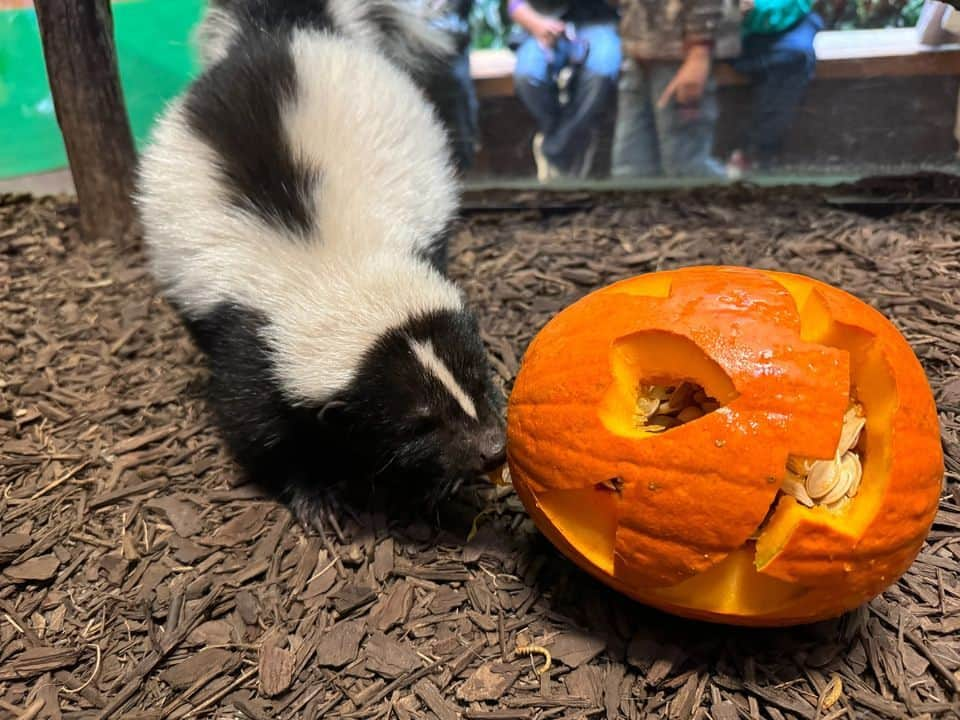 スミソニアン国立動物園さんのインスタグラム写真 - (スミソニアン国立動物園Instagram)「🕸️💀 With a little help from their keepers, our animals got into the #Halloween spirit in spook-tacular fashion. 👻 Instead of going door-to-door in search of tricks or treats, animals are offered this bone-chilling challenge: search for snacks! 👀🎃 Keepers cleverly conceal the animals’ diets inside Jack-O-Lanterns and other festive enrichment. These fiendishly fun activities encourage the animals to forage and explore.  . . .  🦥 Southern two-toed sloth Athena dines on corn, cooked beets and lettuce.  . . .  🎃 Black-footed ferret Grasty poses with a pumpkin.  . . .  🐦 Black-capped chickadee Dot shares some mealworms with her new friend, Jack, on the shores of the Delaware Bay aviary.  . . .  🦉 Eastern screech owl Canyon stands atop a turnip—the original Jack-O-Lantern!  . . .  🐻 Sloth bear Niko slurps up meal worms from a festive gourd that bears his likeness.  . . .  👀 Enter…if you dare. Our brave southern lesser galago Mopani shows no fear while retrieving insects from a haunted house.  . . .  🐆 No tricks, twice the treats! Clouded leopard Jilian plays with an enrichment ball that’s been sprinkled with catnip.  . . .  🦨 Skunk Sauerkraut sniffs his new exhibit-mate.  . . .  🐦 You won’t catch our raven, Iris, rapping at chamber doors. But keepers *will* put all sorts of objects in her enclosure, adding novelty to her habitat.」11月1日 6時39分 - smithsonianzoo