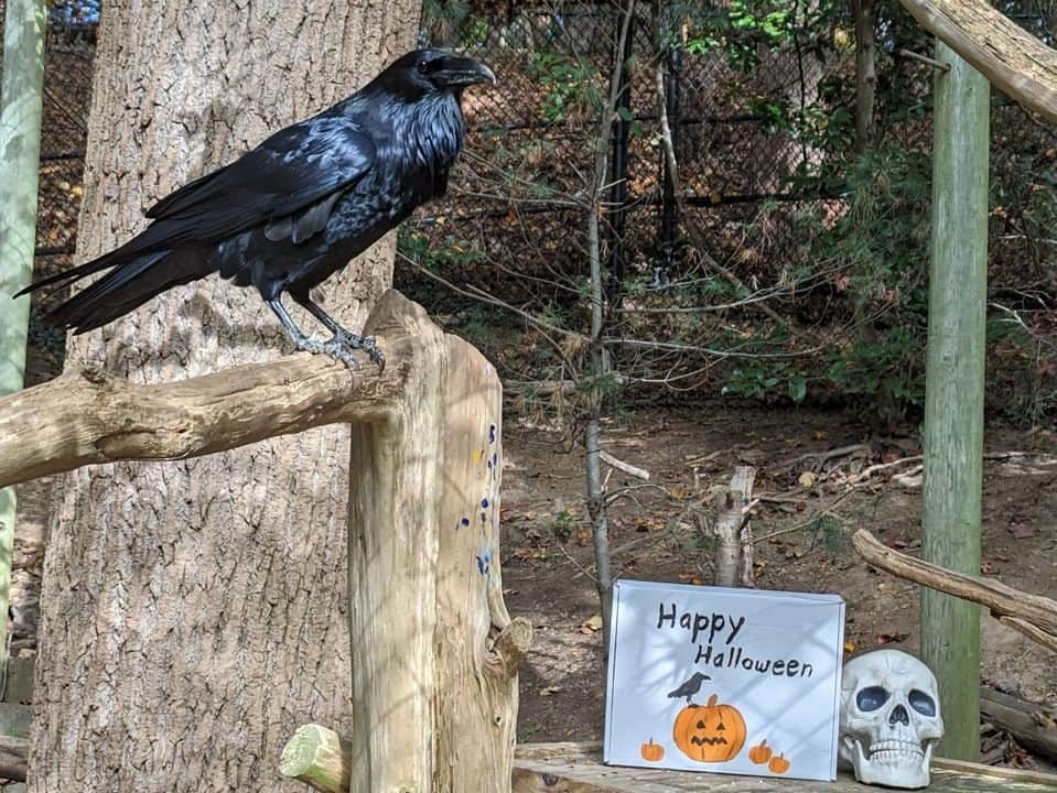 スミソニアン国立動物園さんのインスタグラム写真 - (スミソニアン国立動物園Instagram)「🕸️💀 With a little help from their keepers, our animals got into the #Halloween spirit in spook-tacular fashion. 👻 Instead of going door-to-door in search of tricks or treats, animals are offered this bone-chilling challenge: search for snacks! 👀🎃 Keepers cleverly conceal the animals’ diets inside Jack-O-Lanterns and other festive enrichment. These fiendishly fun activities encourage the animals to forage and explore.  . . .  🦥 Southern two-toed sloth Athena dines on corn, cooked beets and lettuce.  . . .  🎃 Black-footed ferret Grasty poses with a pumpkin.  . . .  🐦 Black-capped chickadee Dot shares some mealworms with her new friend, Jack, on the shores of the Delaware Bay aviary.  . . .  🦉 Eastern screech owl Canyon stands atop a turnip—the original Jack-O-Lantern!  . . .  🐻 Sloth bear Niko slurps up meal worms from a festive gourd that bears his likeness.  . . .  👀 Enter…if you dare. Our brave southern lesser galago Mopani shows no fear while retrieving insects from a haunted house.  . . .  🐆 No tricks, twice the treats! Clouded leopard Jilian plays with an enrichment ball that’s been sprinkled with catnip.  . . .  🦨 Skunk Sauerkraut sniffs his new exhibit-mate.  . . .  🐦 You won’t catch our raven, Iris, rapping at chamber doors. But keepers *will* put all sorts of objects in her enclosure, adding novelty to her habitat.」11月1日 6時39分 - smithsonianzoo