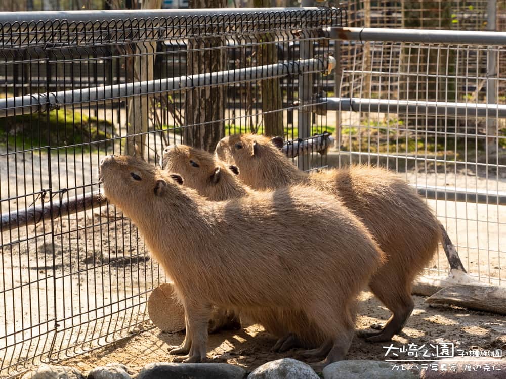 渡辺克仁さんのインスタグラム写真 - (渡辺克仁Instagram)「おはようございます。  #カピバラ #水豚 #capybara #おはよう #昔の写真」11月1日 7時00分 - katsuhito.watanabe