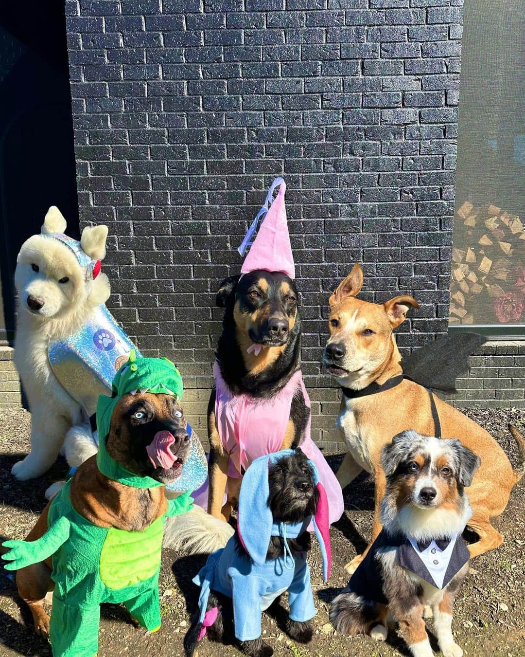 アリエル・ウィンターのインスタグラム：「Happy Halloween from the doggos👻🍬 No doggo was put in costume without tonsssss of treatos 🦴🐾😂❤️ #halloween #dogsofinstagram #dogs #dogstagram」