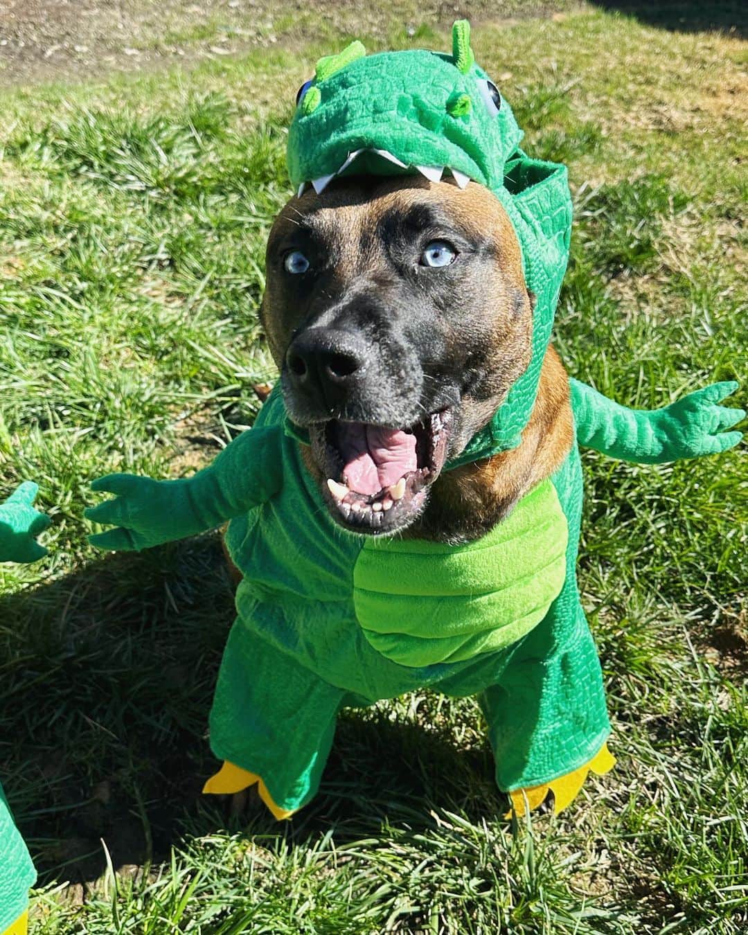 アリエル・ウィンターさんのインスタグラム写真 - (アリエル・ウィンターInstagram)「Happy Halloween from the doggos👻🍬 No doggo was put in costume without tonsssss of treatos 🦴🐾😂❤️ #halloween #dogsofinstagram #dogs #dogstagram」11月1日 7時19分 - arielwinter