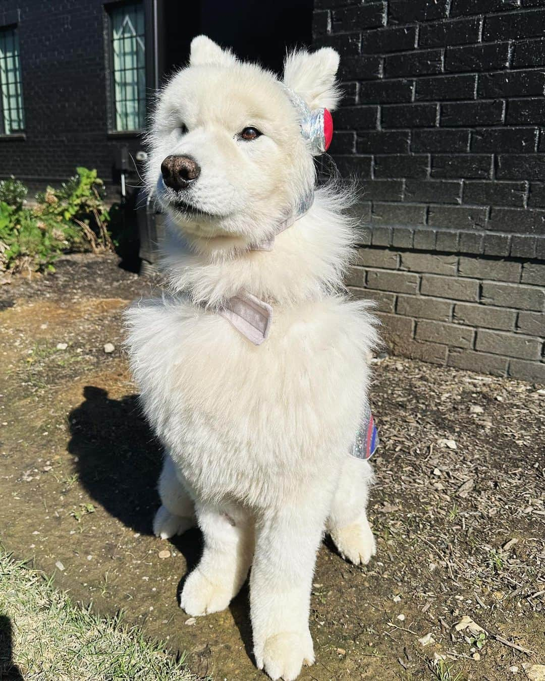 アリエル・ウィンターさんのインスタグラム写真 - (アリエル・ウィンターInstagram)「Happy Halloween from the doggos👻🍬 No doggo was put in costume without tonsssss of treatos 🦴🐾😂❤️ #halloween #dogsofinstagram #dogs #dogstagram」11月1日 7時19分 - arielwinter