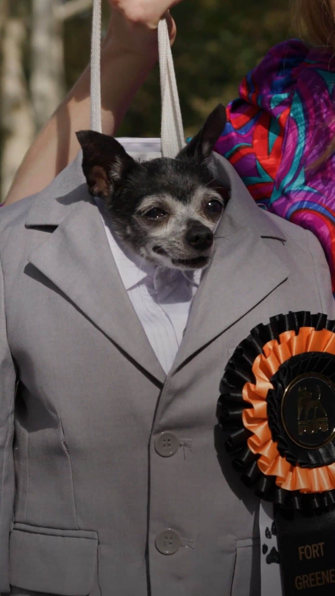 The New Yorkerのインスタグラム：「Meet the dogs of the annual @fortgreenepups Halloween costume contest! @elizazeph goes behind the scenes, talking with the hosts, pet owners, and contestants themselves.」