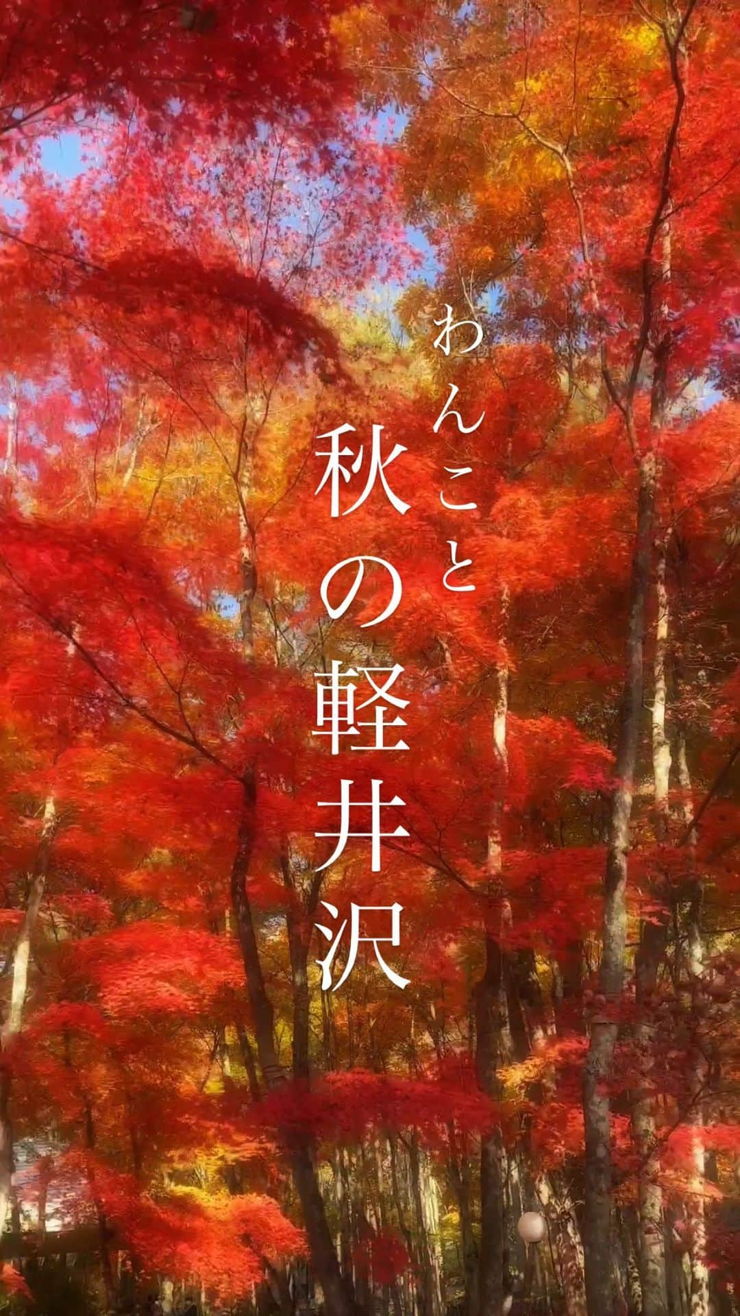 チャン・リーメイのインスタグラム：「ボレロと軽井沢へ🍁  我が家では毎年この時期の雲場池を楽しみにしています💗  今年は車でドライブ。  素晴らしい紅葉に心が美しさで充満しました＾＾  お昼は川上庵✨  いつも並んでいるのでなかなか行けなかったけれど、  お蕎麦も最高に美味しくて、  サービスも素晴らしい。  心からお店のファンになりました🍁  紅葉は最盛期は今週末頃までかな〜  平日ならそこまで人も多くないです✨  みなさんもぜひ💗  #わんこと軽井沢 #愛犬と日帰り旅行 #秋の軽井沢 #軽井沢紅葉 #わんことおでかけ #karuizawawithdog  #karuizawatrip  #軽井沢大好き #川上庵本店」