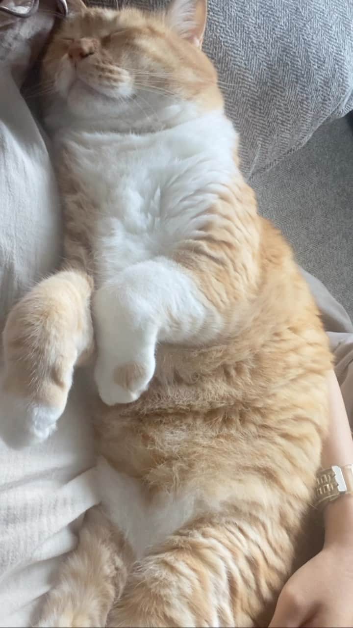 のインスタグラム：「＊ ウデマクラー。 ・ #甘えん坊主 ・ Guppy sleeps in my arms.」