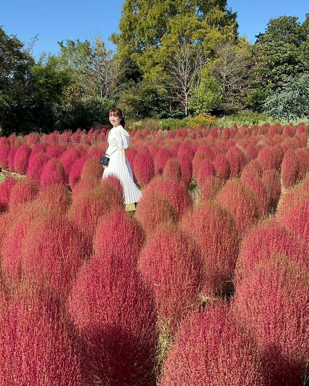 早川愛のインスタグラム：「❤️❤️❤️  November❤️❤️❤️  今年もあと2ヶ月だなんて早すぎる🫨🫨 昨日から急激に寒くなったのでみんなも風邪ひかないように暖かくしてね❤️  ・  #コキア #花ファンタジア #清水公園 #千葉観光 #千葉お出かけスポット #happy」