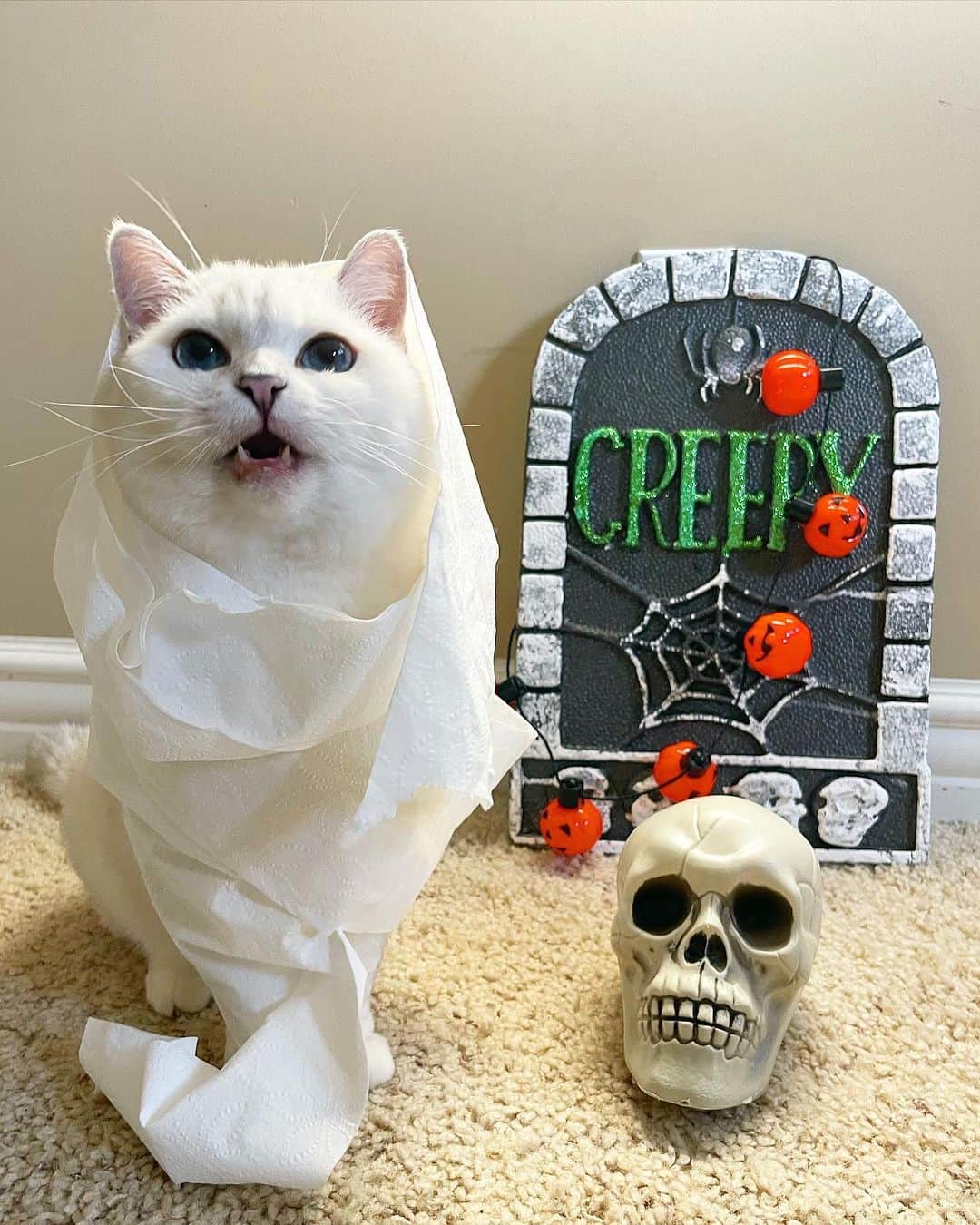 ミスター・ホワイトさんのインスタグラム写真 - (ミスター・ホワイトInstagram)「I’m spooky 👻 🎃   #meow #cute #catsofinstagram #cats #love #halloween #halloweencostume」11月1日 8時33分 - white_coffee_cat