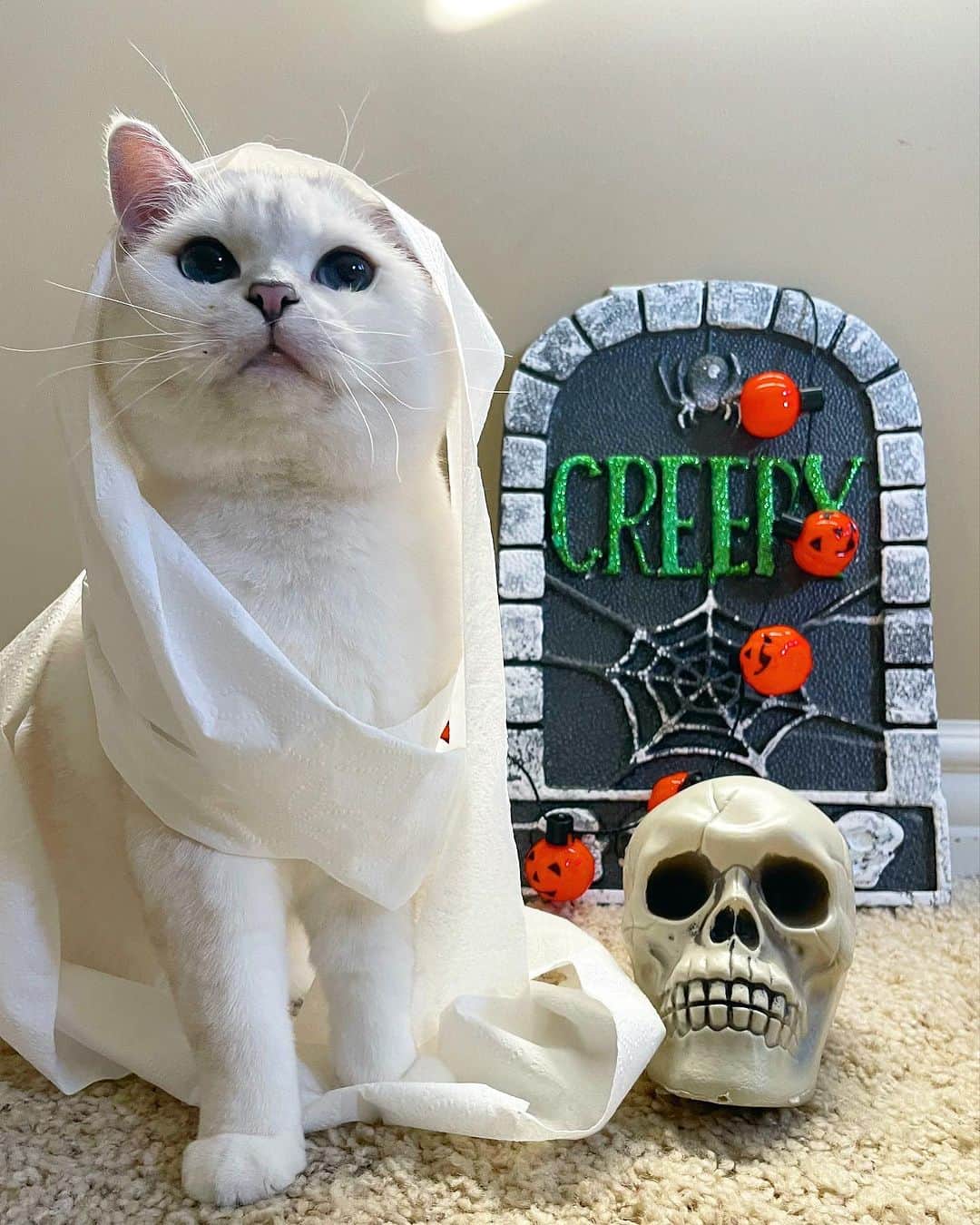 ミスター・ホワイトのインスタグラム：「I’m spooky 👻 🎃   #meow #cute #catsofinstagram #cats #love #halloween #halloweencostume」