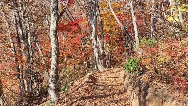 白馬岩岳スノーフィールドのインスタグラム：「11/1(水) おはようございます。 本日も快晴！🙌 コンディションは森の中も含めて完全ドライ！ とても走りやすく、コース中盤の紅葉は素晴らしく、どこを走ってもとても気持ちの良いコンディションとなっております🤘  天気予報ではしばらく暖かい日が続きそうですね。 この晩秋のキセキをMTBで駆ける気持ち良さは、是非とも皆様に体感して頂きたい所です。 皆様のお越しをお待ちしています‼︎  岩岳MTBパークオープン状況 天気: ☀️  スキルアップエリア (初級者) オープン コンディション: ドライ  岩岳の森クロスカントリー(中級者) オープン コンディション: セミドライ  マウンテンサイクリングコース(初級) ゴンドラ建設の為、今季クローズ  ヒトトキダウンヒル (初級)　※9:00～15:30 オープン コンディション: ドライ  アルプスDH(初級～中級) オープン コンディション: ドライ  カミカゼDH(上級) オープン コンディション: ドライ トップガン⑨-⑩ゴンドラ工事によりクローズ  Iwatake MTB Park Condition & Status Weather: ☀️  Skill-up Area (Beginner) Open CONDITION: Dry  Iwatake Cross-country (Intermediate) Open CONDITION: Semi-dry  Mountain Cycling Course (Beginner) Full season closed, due to under construction of new gondola.  Hitotoki DH (Beginner)　※9:00～15:30 Open CONDITION: Dry  Alps DH (Beginner-Intermediate) Open CONDITION: Dry  Kamikaze DH (Expert/Advanced) Open CONDITION: Dry Top gun⑨-⑩. Closed, due to new gondola construction.  詳しくは https://iwatake-mountain-resort.com/green  #iwatakemtb」