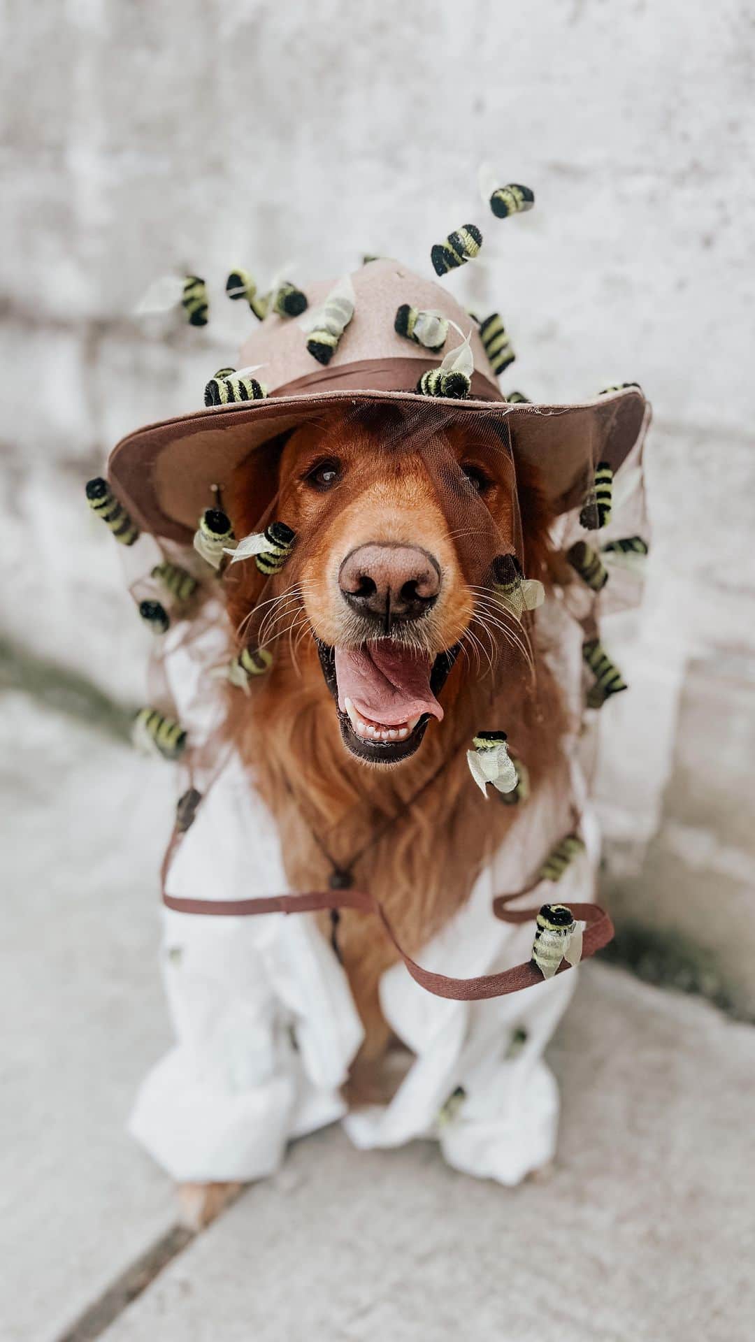 DogsOf Instagramのインスタグラム：「Happy Howl-O-Ween!! Thanks to everyone who submitted to our costume contest! We had a record breaking number of submission (over 309!), y’all are all fa-boo-lous winners! Hope everyone has a spooktacular night 👻🎃💀  Featured winning pups (sorry we can only tag 20 in the video 😢) 📸: @pop_sausage, @_the.notorious.m.a.c_, @winnie_the_roo_, @iamdachsador, @zioadventures, @yoshihiroruels, @withmyelements, @tobyboothemaltipoo, @theo_thenycpup, @thefivegreatlakes, @sullivan_and_sophie, @shiba.muji17, @sheepie2lover, @sexbeastthepug, @scrumpthemutt, @say.archiese, @sammys_chairot_of_fire, @sadie_the_poo, @rockynycmorkie, @riomia__corgis, @raleighroothetripod, @qilasinsta, @princealiyorkie_castlehinton, @potatotheween, @poodletechno, @humphreysaccaro, @pointerpawprints, @pickles_houdini, @packofgoldenglocks, @opalandhallow, @nutterbutterrescuepupper, @niklausthealpha, @mytheothoughts, @my.cheeky.sausages, @monique_ginger, @mochithecuriouscorg, @mizshannon, @ferniebirdie, @magicgolddogs, @luna.and.cannoli, @luigitheeshihtzu, @lucy.goosey018, @lifewithpitbullstx, @life.of.panko, @leo_the_goodboi, @jbmg_zkmg, @jazz.percy.kylo, @itsmissmango, @irisjoy66, @havensgoldendays, @gorathedane, @gooseyahbigstud, @finnandthebullies, @egoisttdoll, @duchess_mini_schnauzer, @dextra.m, @cosmothemutt, @booboothechocodoo, @benjisguidetonyc, @beccas_mini_zoo, @als_reiland, @alexisrose_thedog, @adnama_adnap31, @_codythesheltie_ ✨  #howloween #doghalloween #howloweencostumecontest」