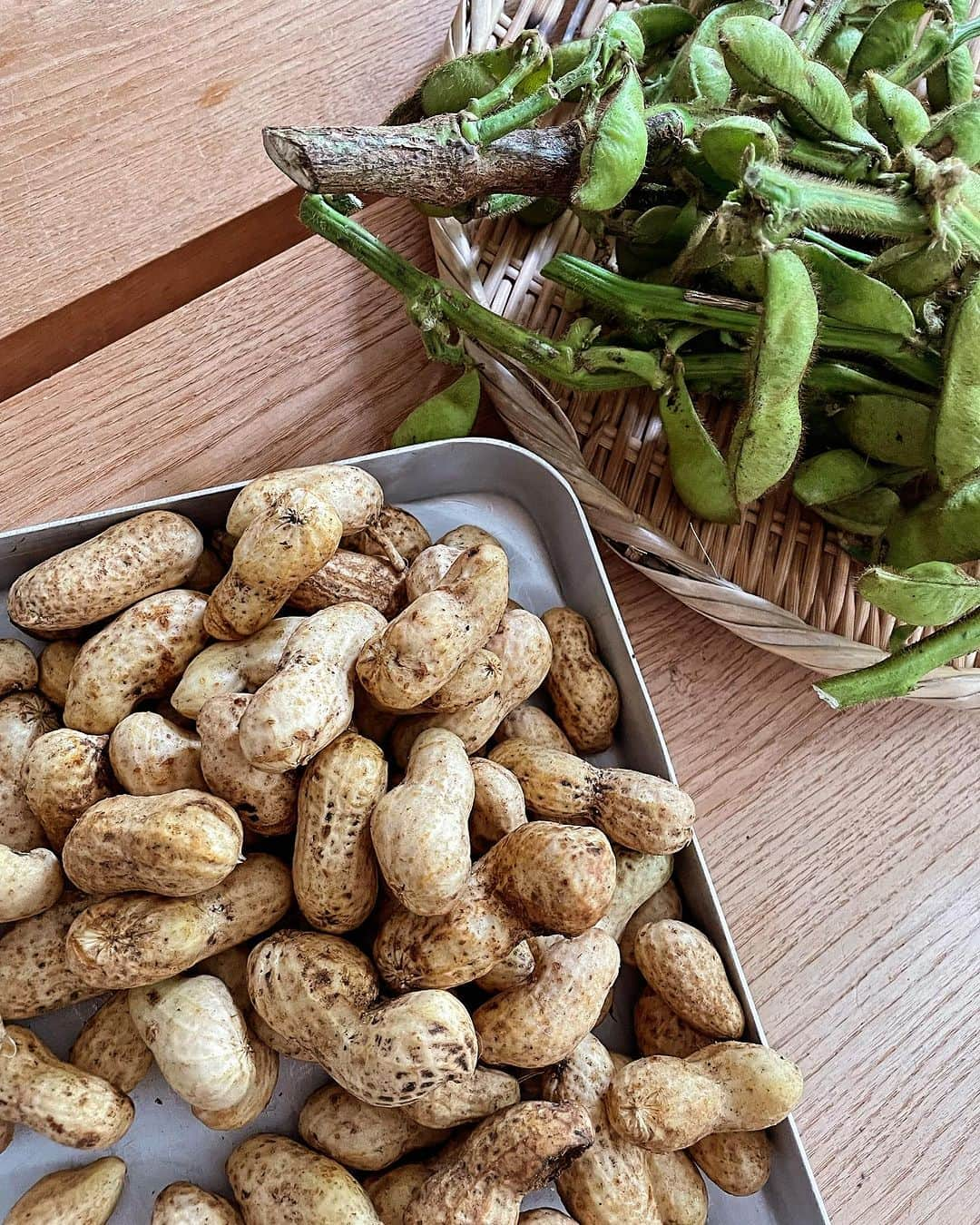 山本浩未のインスタグラム：「丹波から届いた ピーナッツと枝豆🥜🫛  秋収穫の枝豆は房の片方だけカットする、と聞いたんだけど🤔ネットで検索しても見つからず、、 とりあえず片方だけカットして茹でてみた。  美味しゅうございました🫛🥜  #枝豆 #茹でピーナッツ #豆好き #佳子ちゃんありがとう」