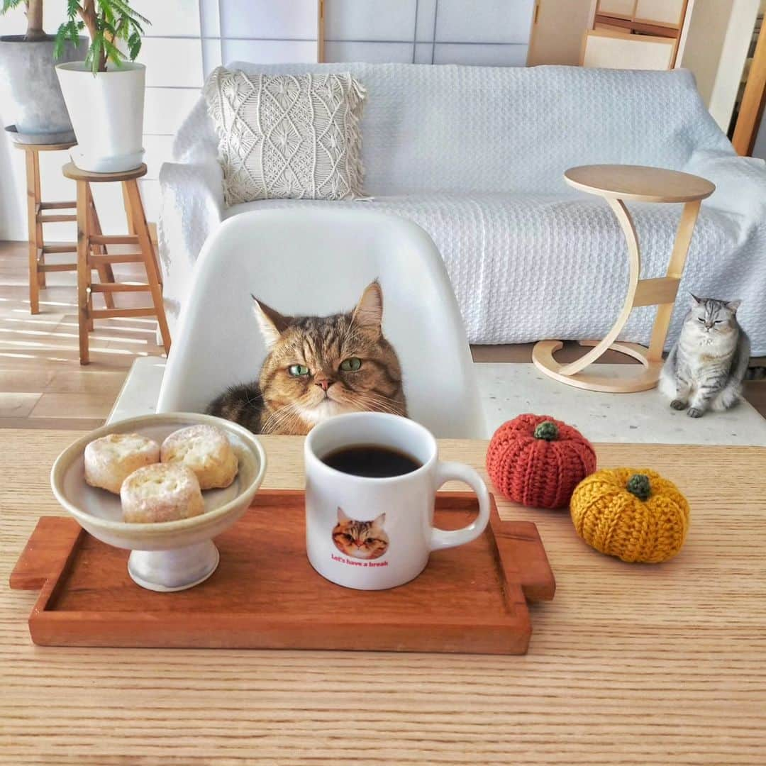 寅次郎（とらちゃん）のインスタグラム：「おはようにゃん☀ 11月は寅cafeでスタート☕ 今月もどうぞよろしくにゃ🐻🐻‍❄️  #いつもありがとう #寅cafe  #米粉スイーツ  #米粉クッキー  #グルテンフリー生活  #おうちカフェ  #猫のいる暮らし  #猫とインテリア」