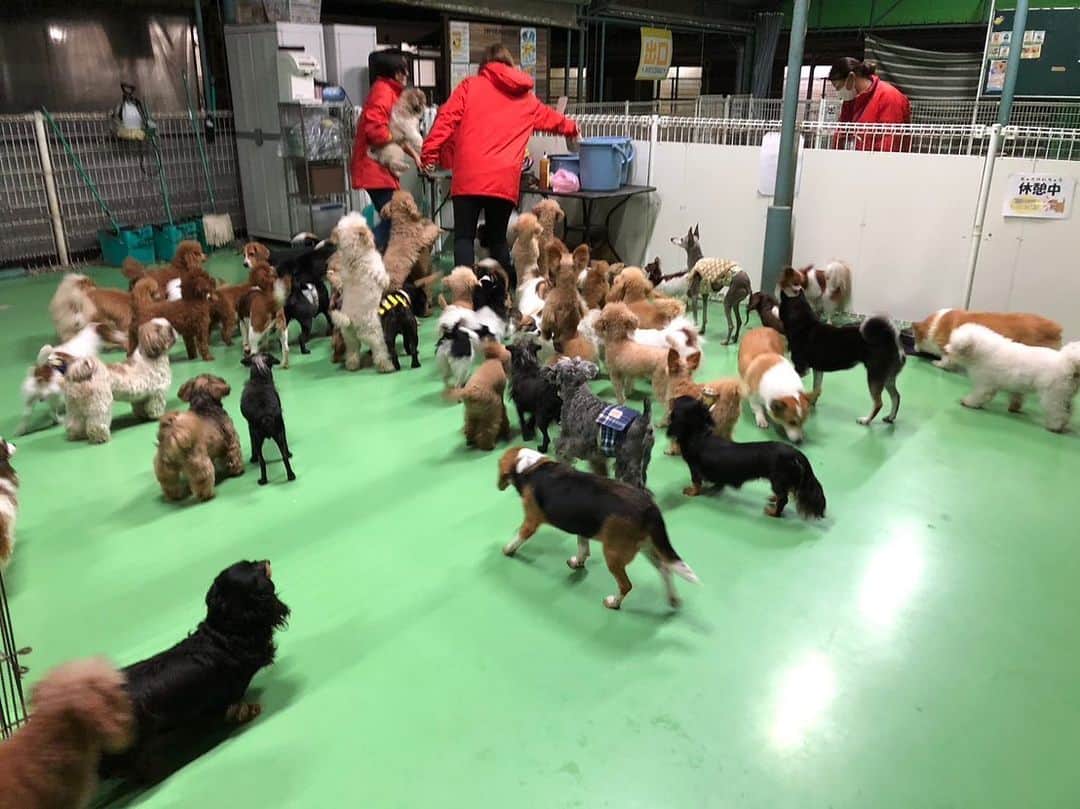 依田司さんのインスタグラム写真 - (依田司Instagram)「11月1日（水） きょう１１月１日は「わんわんわんの日」ということで…茨城県にある日本最大級の犬のテーマパーク『つくばわんわんランド』から。 コチラには、９０種およそ１０００頭の犬が暮らしていて、触れ合うことはもちろん、愛犬を連れて遊ぶこともできます。 そして、見逃せないのが遊び盛りの子犬たち。８月、９月に生まれたトイプードルやミニチュアダックスフント、セントバーナードの子犬もいます。 さらに、本日限定ではありますが、来園時に「グッド！モーニング見た」で、入場料を半額にしてくれるそうです。お近くの方はぜひ。  #つくばわんわんランド #CHUMS #チャムス #依田さん #依田司 #お天気検定 #テレビ朝日 #グッドモーニング #気象予報士 #お天気キャスター #森林インストラクター #グリーンセイバーアドバンス #プロジェクトワイルド #IPCC伝導者 #japan #japantrip #japantravel #unknownjapan #japanAdventure #japanlife #lifeinjapan #instagramjapan #instajapan #療癒 #ilovejapan #weather #weathercaster #weatherforecast」11月1日 9時05分 - tsukasa_yoda