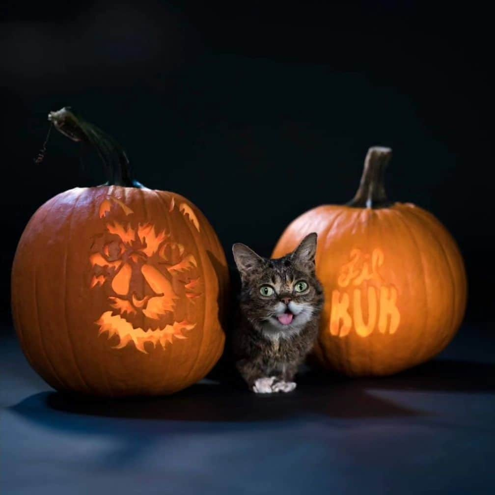 Lil BUBさんのインスタグラム写真 - (Lil BUBInstagram)「🎃 🦇🐈‍⬛」11月1日 9時26分 - iamlilbub