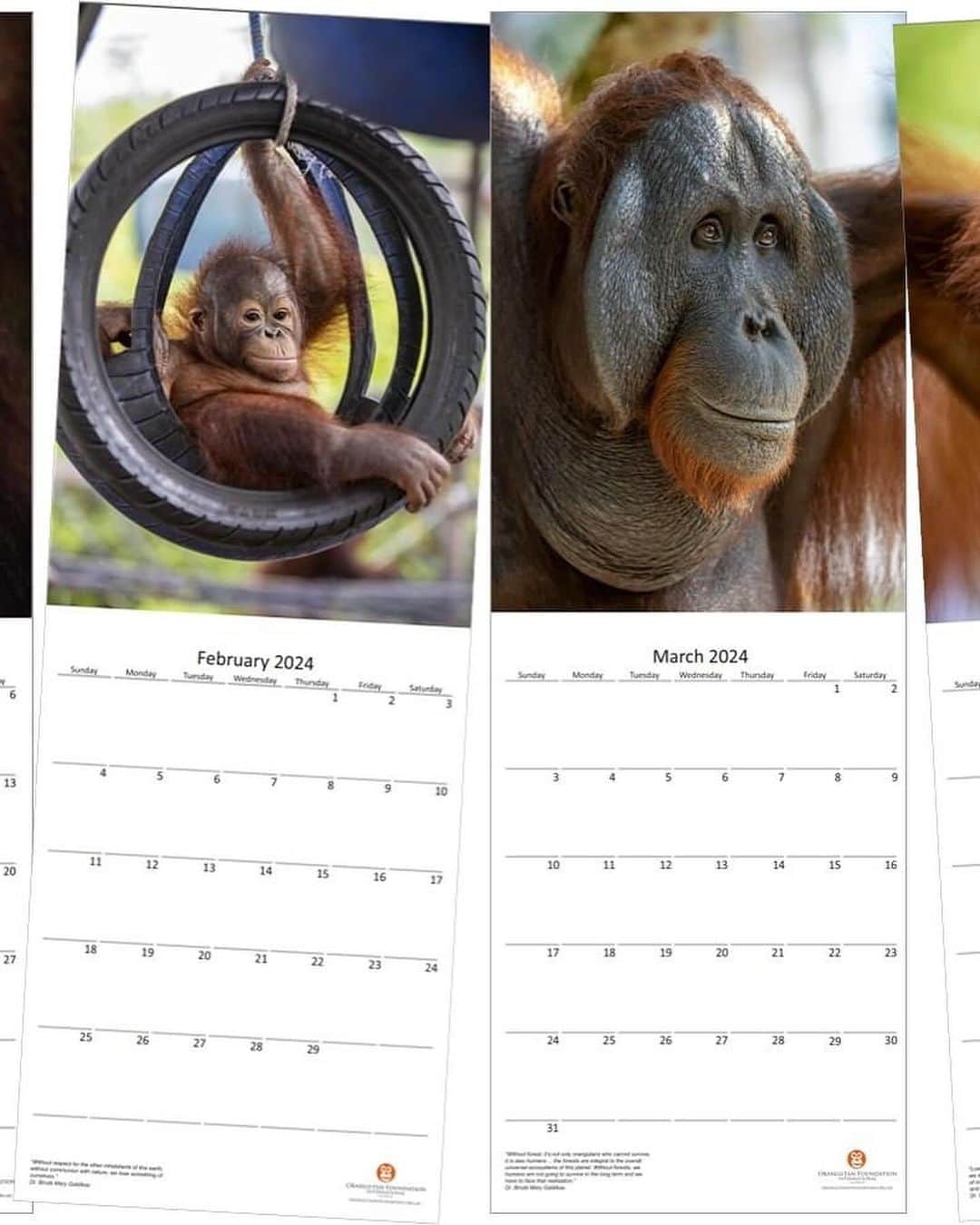 OFI Australiaさんのインスタグラム写真 - (OFI AustraliaInstagram)「We are very happy to announce that our 2024 Orangutans Calendar is now on sale! Featuring beautiful, high quality orangutan images, this limited-edition calendar is the perfect Christmas gift for the animal lover in your life ... or just a lovely present for yourself. All funds raised help us to care for the orphaned, injured and displaced orangutans in our Care Centre, providing them with the food, shelter and love they need until they are ready to be released back into the wild. The calendars cost $25 each. This includes postage WITHIN AUSTRALIA ONLY.  Be quick. They sell out every year.  Order NOW in our online shop. The link to order is in our bio.  PLEASE NOTE – If you live OVERSEAS (not in Australia) and would like to purchase our calendar/s please email info@ofiaustralia.com with your address and the number of calendars you would like to purchase BEFORE you place your order, and we will advise you of the international postage cost first.  #orangutancalendar #orangutanmerchandise #2024calendar」11月1日 9時35分 - ofi_australia