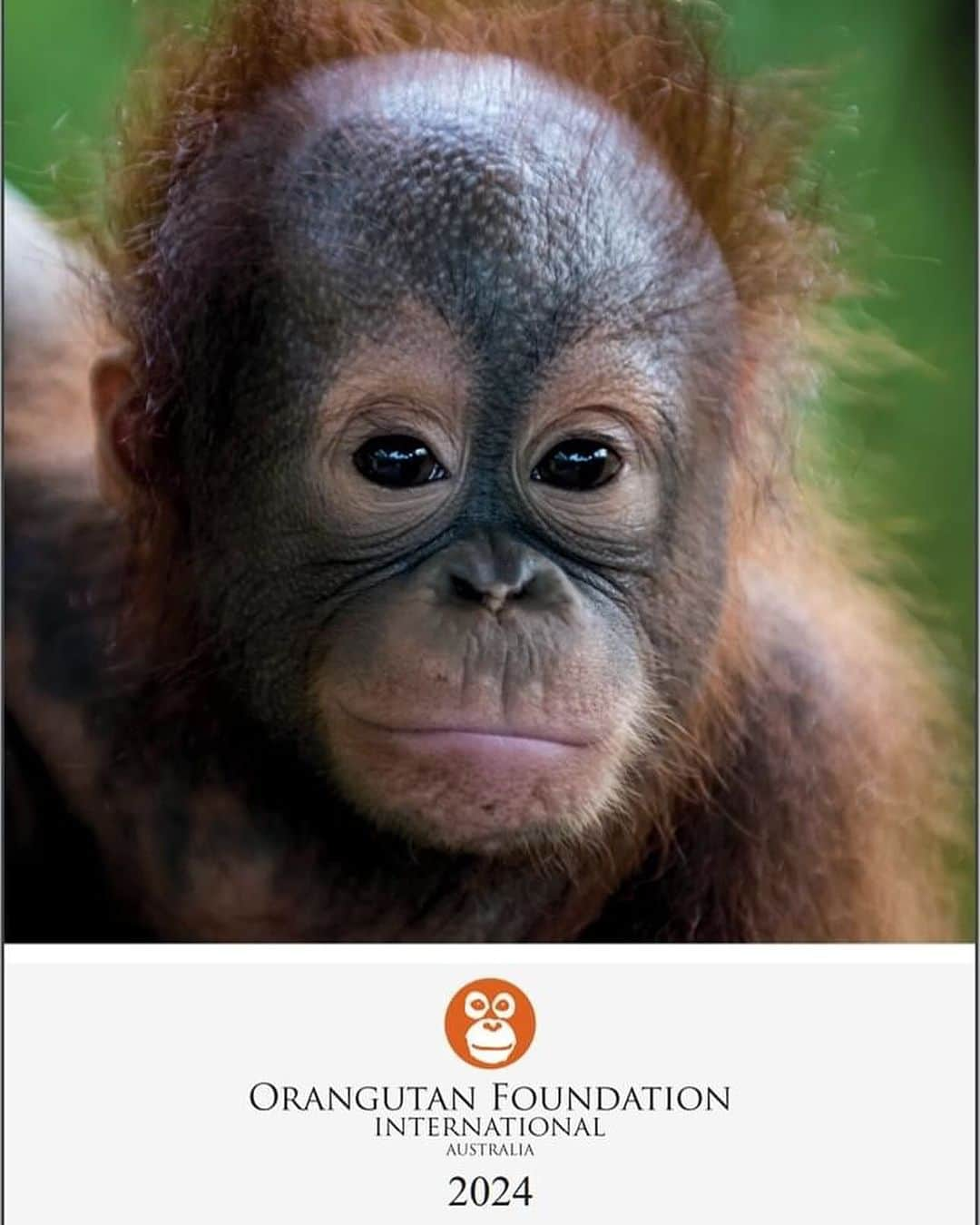 OFI Australiaさんのインスタグラム写真 - (OFI AustraliaInstagram)「We are very happy to announce that our 2024 Orangutans Calendar is now on sale! Featuring beautiful, high quality orangutan images, this limited-edition calendar is the perfect Christmas gift for the animal lover in your life ... or just a lovely present for yourself. All funds raised help us to care for the orphaned, injured and displaced orangutans in our Care Centre, providing them with the food, shelter and love they need until they are ready to be released back into the wild. The calendars cost $25 each. This includes postage WITHIN AUSTRALIA ONLY.  Be quick. They sell out every year.  Order NOW in our online shop. The link to order is in our bio.  PLEASE NOTE – If you live OVERSEAS (not in Australia) and would like to purchase our calendar/s please email info@ofiaustralia.com with your address and the number of calendars you would like to purchase BEFORE you place your order, and we will advise you of the international postage cost first.  #orangutancalendar #orangutanmerchandise #2024calendar」11月1日 9時35分 - ofi_australia