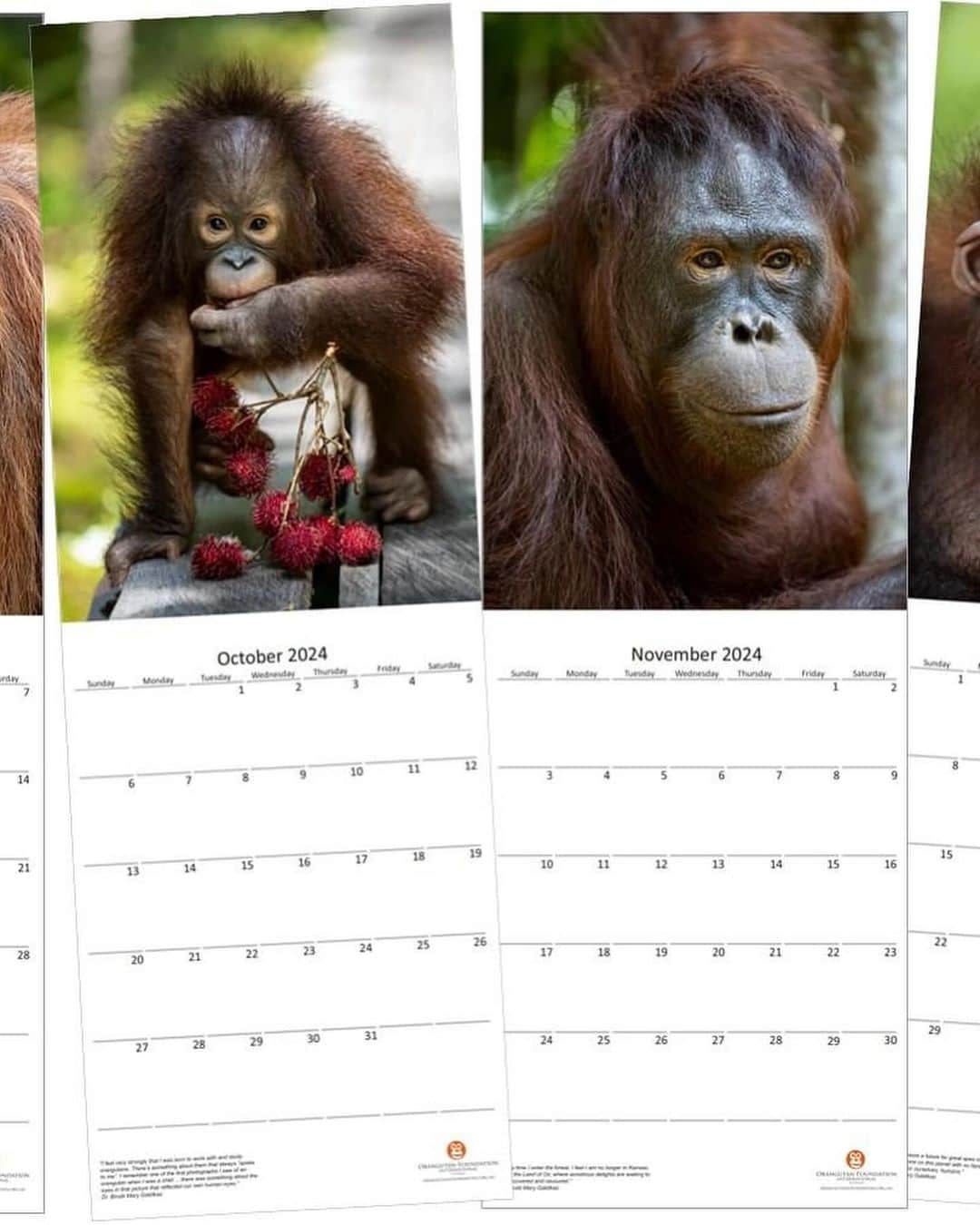 OFI Australiaさんのインスタグラム写真 - (OFI AustraliaInstagram)「We are very happy to announce that our 2024 Orangutans Calendar is now on sale! Featuring beautiful, high quality orangutan images, this limited-edition calendar is the perfect Christmas gift for the animal lover in your life ... or just a lovely present for yourself. All funds raised help us to care for the orphaned, injured and displaced orangutans in our Care Centre, providing them with the food, shelter and love they need until they are ready to be released back into the wild. The calendars cost $25 each. This includes postage WITHIN AUSTRALIA ONLY.  Be quick. They sell out every year.  Order NOW in our online shop. The link to order is in our bio.  PLEASE NOTE – If you live OVERSEAS (not in Australia) and would like to purchase our calendar/s please email info@ofiaustralia.com with your address and the number of calendars you would like to purchase BEFORE you place your order, and we will advise you of the international postage cost first.  #orangutancalendar #orangutanmerchandise #2024calendar」11月1日 9時35分 - ofi_australia