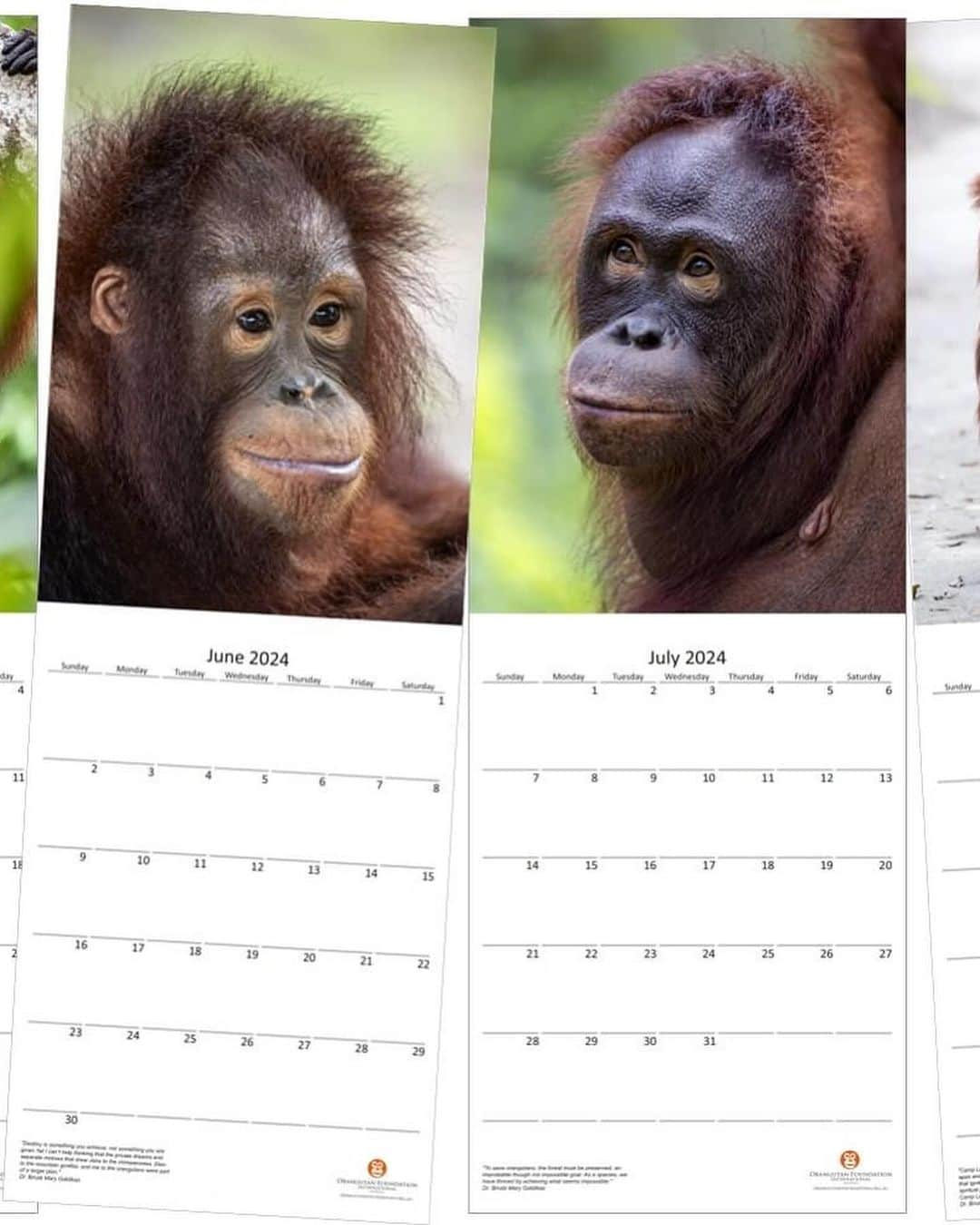 OFI Australiaさんのインスタグラム写真 - (OFI AustraliaInstagram)「We are very happy to announce that our 2024 Orangutans Calendar is now on sale! Featuring beautiful, high quality orangutan images, this limited-edition calendar is the perfect Christmas gift for the animal lover in your life ... or just a lovely present for yourself. All funds raised help us to care for the orphaned, injured and displaced orangutans in our Care Centre, providing them with the food, shelter and love they need until they are ready to be released back into the wild. The calendars cost $25 each. This includes postage WITHIN AUSTRALIA ONLY.  Be quick. They sell out every year.  Order NOW in our online shop. The link to order is in our bio.  PLEASE NOTE – If you live OVERSEAS (not in Australia) and would like to purchase our calendar/s please email info@ofiaustralia.com with your address and the number of calendars you would like to purchase BEFORE you place your order, and we will advise you of the international postage cost first.  #orangutancalendar #orangutanmerchandise #2024calendar」11月1日 9時35分 - ofi_australia