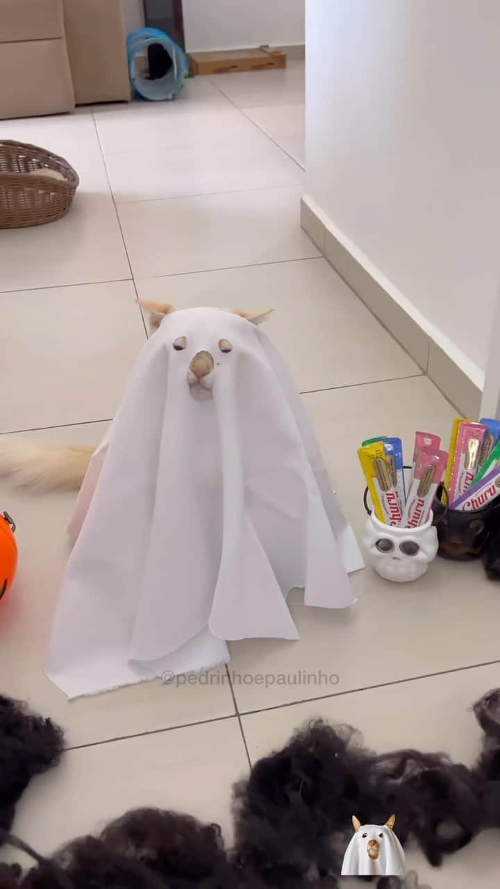 Aww Clubのインスタグラム：「Trick or treat  @pedrinhoepaulinho  #meowed #cutecat #cat #halloween #MH2023 #Meowedhalloween #trickortreat #spooky #ghost」