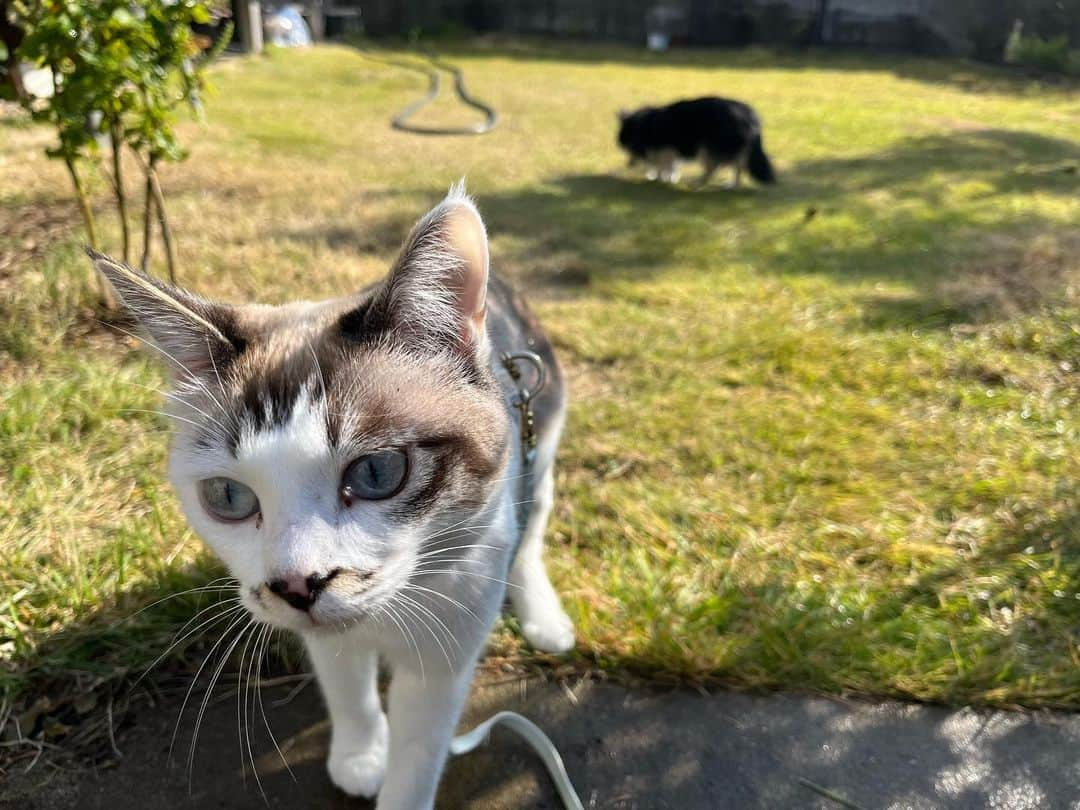 小野真弓さんのインスタグラム写真 - (小野真弓Instagram)「おはようございます😆🍂  🙋‍♀️おかーさん、おやすみ＼(^ω^)／🌿 まずは、みんなで〜！ 外あそび☀️✨ ハルくんは早朝ドッグランにも行ってきてどろんこ〜😆 🦝🐏🐯🐯🐈‍⬛🐻‍❄️😆  くーちゃん&マリ様も 窓越しに興味津々👀✨ ハナちゃんも、お庭トコトコ気分転換できました☺️  良い天気😆 お掃除大会だあーーーー🙋‍♀️ やること、もりだくさーーーん！💪  今日から11月🌕 今日も、良い一日をお過ごしください(*´ー｀*)  #お散歩日和 #わんにゃん散歩 #にわんぽ#ドッグラン #犬と猫のいる暮らし#犬猫日記  #預かり猫#預かりさん#マリ#白猫#家族募集猫」11月1日 10時01分 - hanaharuaroi