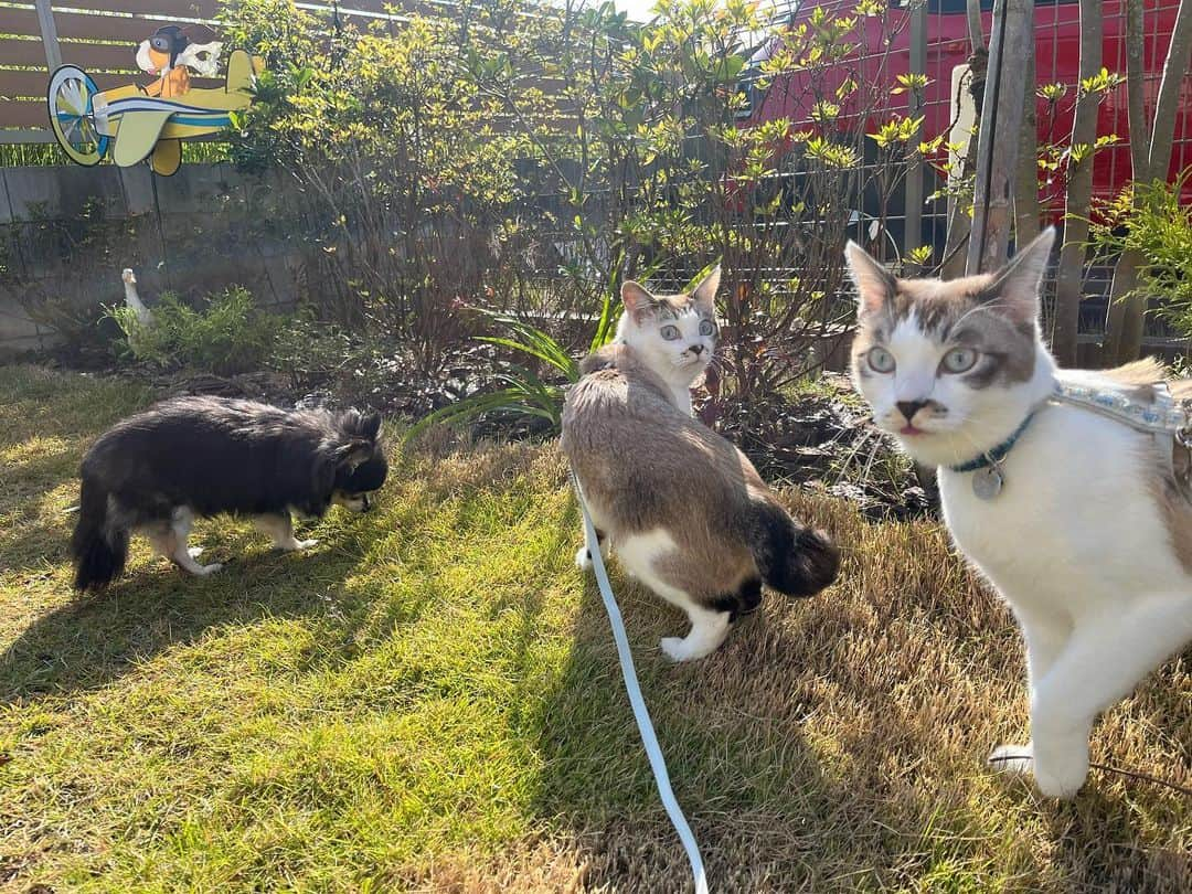 小野真弓さんのインスタグラム写真 - (小野真弓Instagram)「おはようございます😆🍂  🙋‍♀️おかーさん、おやすみ＼(^ω^)／🌿 まずは、みんなで〜！ 外あそび☀️✨ ハルくんは早朝ドッグランにも行ってきてどろんこ〜😆 🦝🐏🐯🐯🐈‍⬛🐻‍❄️😆  くーちゃん&マリ様も 窓越しに興味津々👀✨ ハナちゃんも、お庭トコトコ気分転換できました☺️  良い天気😆 お掃除大会だあーーーー🙋‍♀️ やること、もりだくさーーーん！💪  今日から11月🌕 今日も、良い一日をお過ごしください(*´ー｀*)  #お散歩日和 #わんにゃん散歩 #にわんぽ#ドッグラン #犬と猫のいる暮らし#犬猫日記  #預かり猫#預かりさん#マリ#白猫#家族募集猫」11月1日 10時01分 - hanaharuaroi