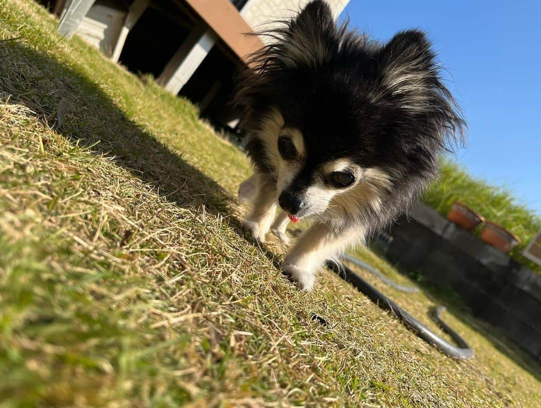 小野真弓さんのインスタグラム写真 - (小野真弓Instagram)「おはようございます😆🍂  🙋‍♀️おかーさん、おやすみ＼(^ω^)／🌿 まずは、みんなで〜！ 外あそび☀️✨ ハルくんは早朝ドッグランにも行ってきてどろんこ〜😆 🦝🐏🐯🐯🐈‍⬛🐻‍❄️😆  くーちゃん&マリ様も 窓越しに興味津々👀✨ ハナちゃんも、お庭トコトコ気分転換できました☺️  良い天気😆 お掃除大会だあーーーー🙋‍♀️ やること、もりだくさーーーん！💪  今日から11月🌕 今日も、良い一日をお過ごしください(*´ー｀*)  #お散歩日和 #わんにゃん散歩 #にわんぽ#ドッグラン #犬と猫のいる暮らし#犬猫日記  #預かり猫#預かりさん#マリ#白猫#家族募集猫」11月1日 10時01分 - hanaharuaroi