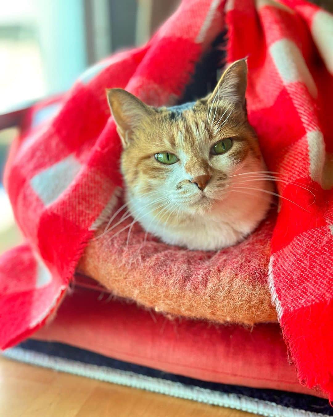 山田稔明のインスタグラム：「おはよ #ポチ実 #三毛猫 #ミーの巣」