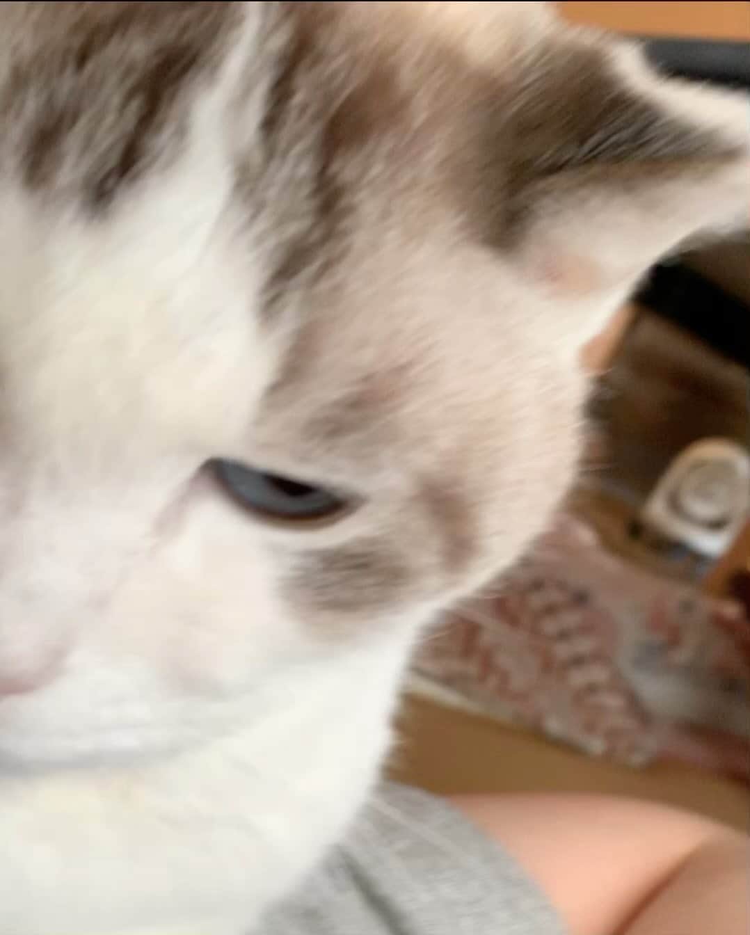 くるねこ大和のインスタグラム