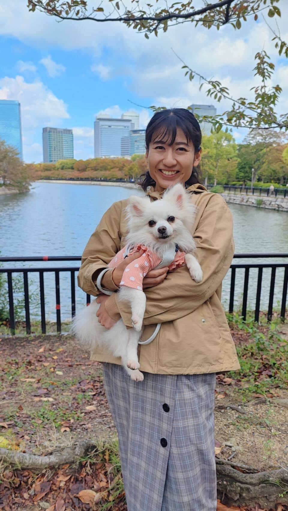 北口麻奈のインスタグラム：「紅葉を楽しめる時期に🍁 しっかり歩いてくれました🙆‍♀️  #犬のいる暮らし #犬とお出かけ関西 #大阪城 #紅葉 #ポメチワ #ぽめちわ」