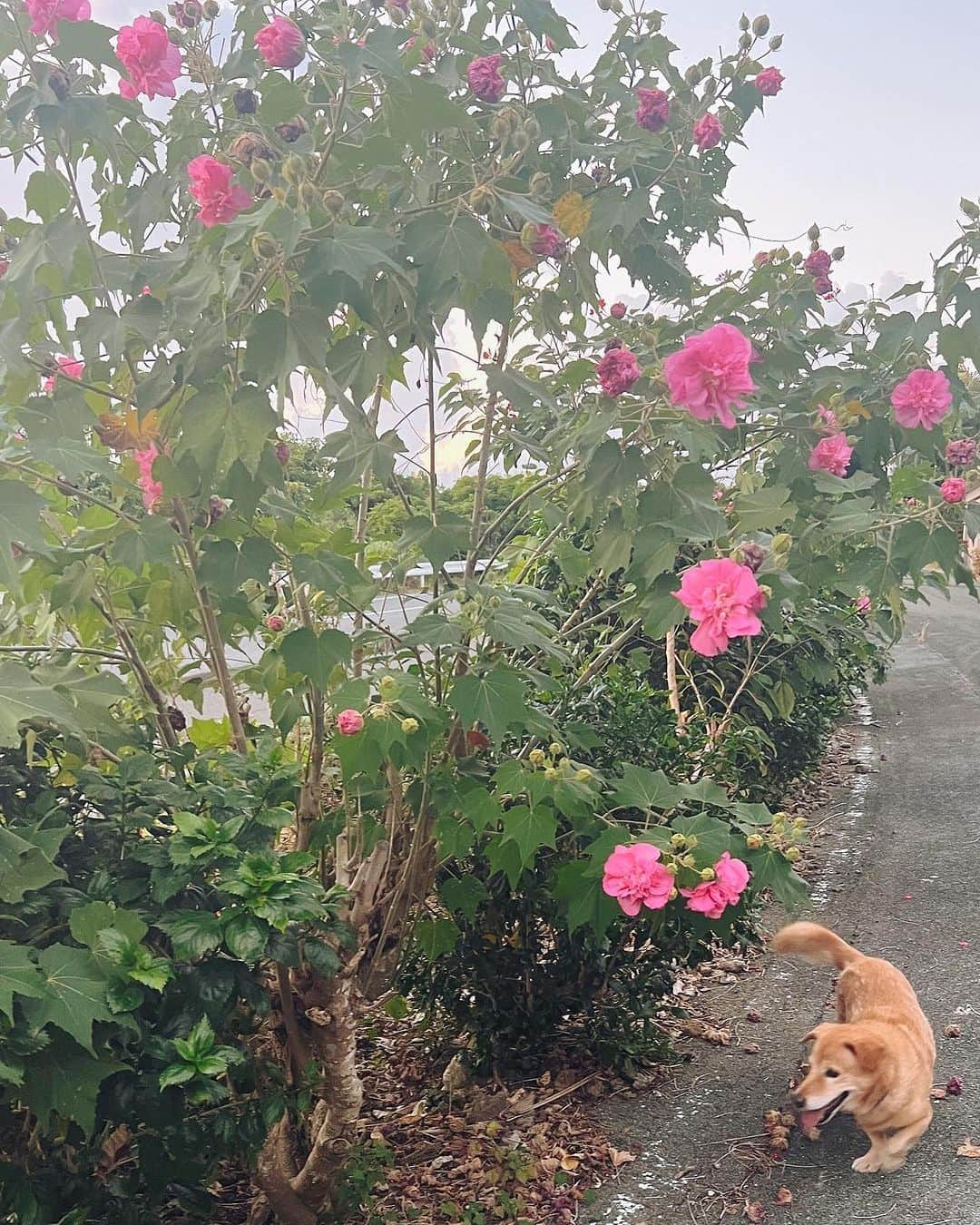 大山百合香さんのインスタグラム写真 - (大山百合香Instagram)「🐕🚶‍♀️  愛おしい時間が いっぱいです♡  love❤️‍🔥  #沖永良部島 #エラブ #eLove」11月1日 10時46分 - ohyamayurika