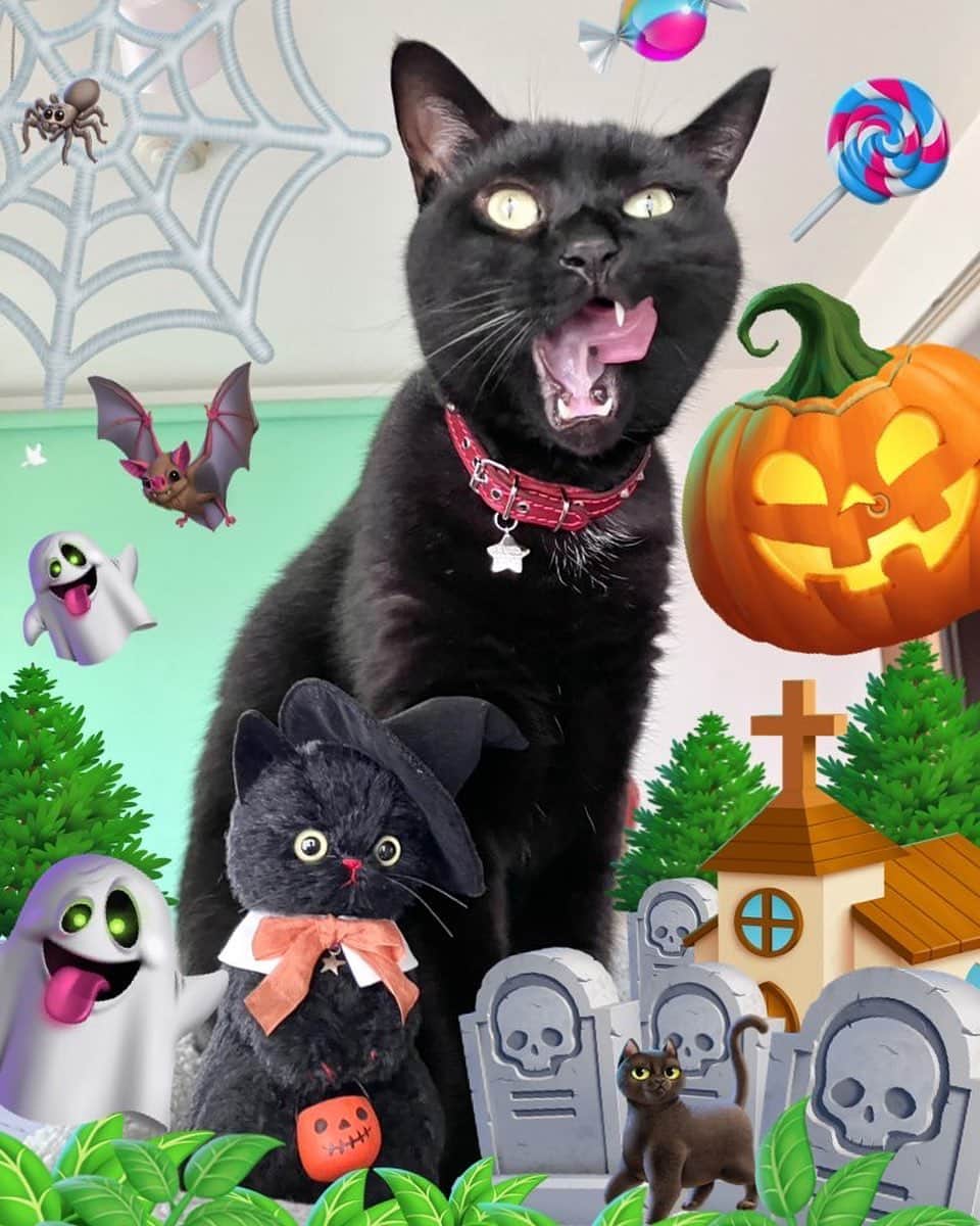 しおやてるこのインスタグラム：「昨日のハロウィン🎃 Xのほうで絵文字使って盛ってみたやつw  #黒猫 #猫がいる生活 #ハロウィン」