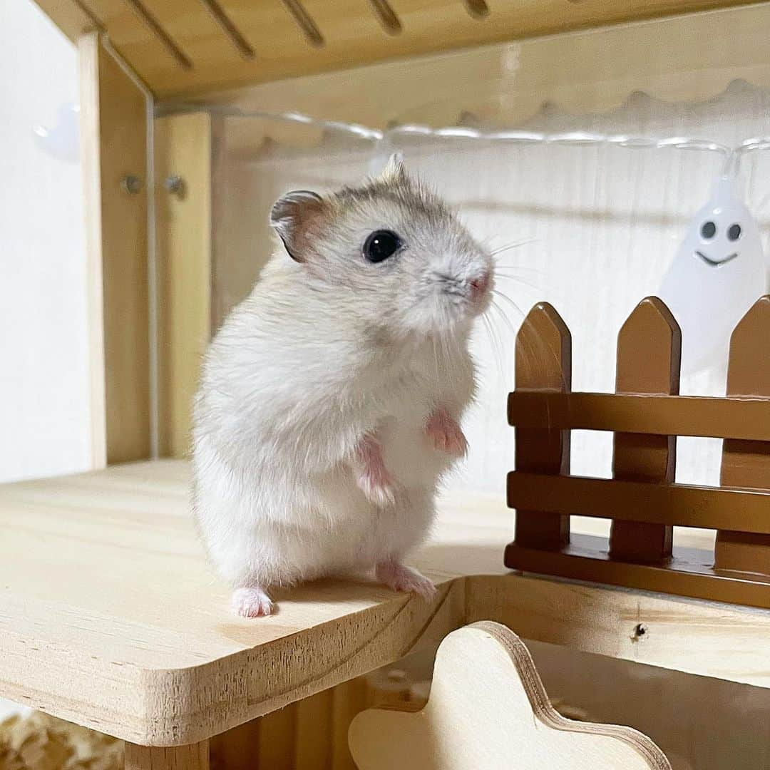 hamster_mocoのインスタグラム：「おはようございまちゅ☀️ みなさん昨日はハロウィン楽しみまちたか👻？  ゆずのおかーさんはお友達と一緒に金沢の街にお出かけしてハロウィンを楽しんできました🤭🎃✨️ 金沢の香林坊スクランブル交差点は凄い人集り😳💦警察官も沢山出動していてまるで小さな渋谷スクランブル交差点のようでした😂  今日から11月🐈🧶 なんとなく年末に向けて慌ただしい毎日ですが、体調に気を付けて元気に過ごしたいですね🐹🙇🏻‍♀️ 2023.11.1 ✼••┈┈••✼••┈┈••✼••┈┈••✼••┈┈••✼ #ハムスターゆず#ハムスター#ジャンガリアンハムスター#ジャンガリアン#ジャンガリアンプディング#プディングジャンガリアン#イエロージャンガリアン#ふわもこ部 #モフモフ#ペット#親バカ部 #hamster#djungarian#hamstagram#hammy#happy_pets#PET_OF_OUR_WORLD#igersjp#ig_japan#instapet#weeklyfluff#kawaii#cute#仓鼠#정글리안#햄스터」