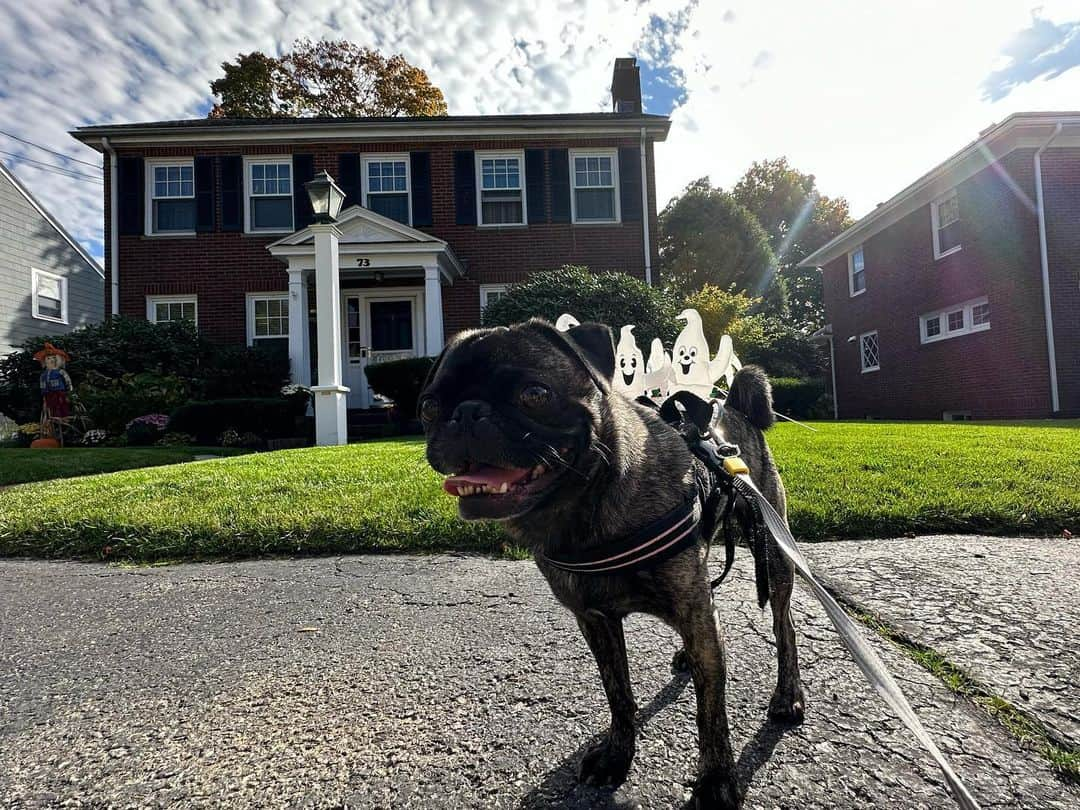 pugsofinstagramのインスタグラム：「👻 🎃 🧙」