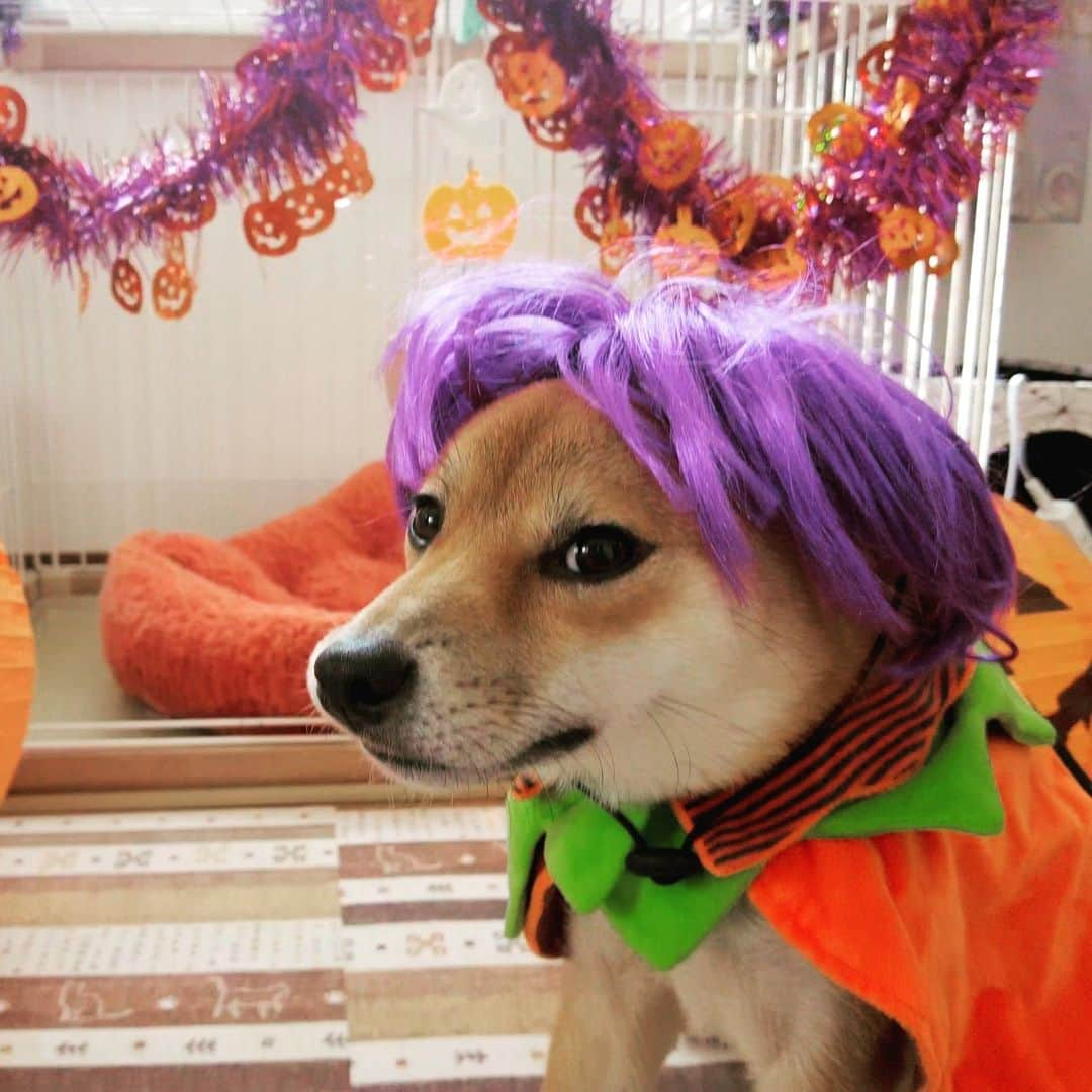 柴犬小春のインスタグラム：「ハロウィンってなんやねん！ 海外の風習の上っ面ばっかり真似て意味わからんねん！ って言いながら楽しむやつ〜」