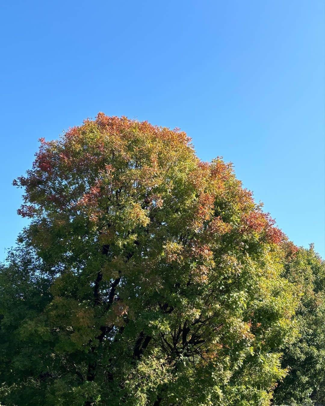 根本美緒さんのインスタグラム写真 - (根本美緒Instagram)「東京の紅葉🍁まだほぼ緑🌳 今日も暖かいですねー。 西日本は25℃前後暑いくらい 東日本から東北は22℃前後 北海道は18℃前後 で、全国的に1ヶ月前の気温‼️ 今日から11月ですが、長期予報通り半袖まだ使いますね😄 #ネモ天 #天気予報 #気象予報士 #紅葉」11月1日 11時45分 - nemotomio.official