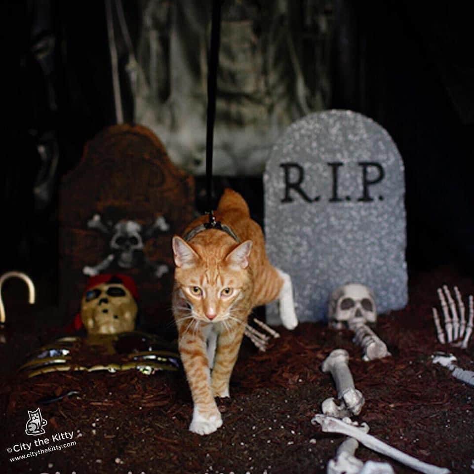 City the Kittyのインスタグラム：「Happy Halloween! 🎃👻  #happyhalloween #halloweencat #halloween」