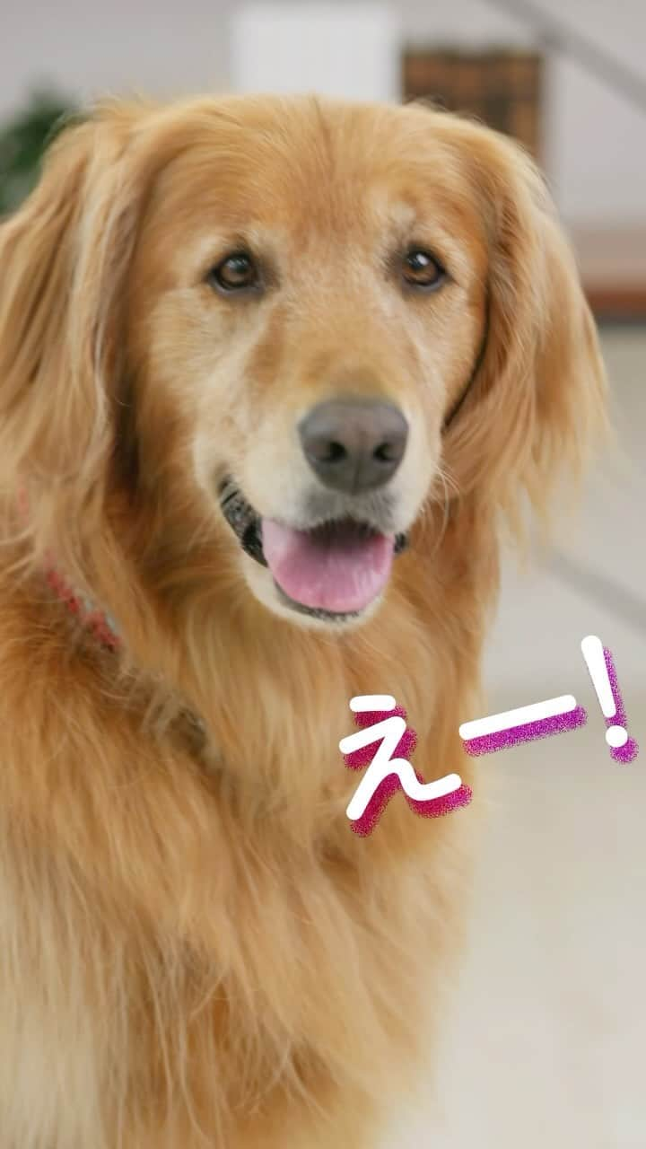 PECO いぬ部のインスタグラム：「ヤクルトの独自素材を使用した愛犬用サプリ  #PR #ヤクルト #メディサプリ #犬用サプリ」