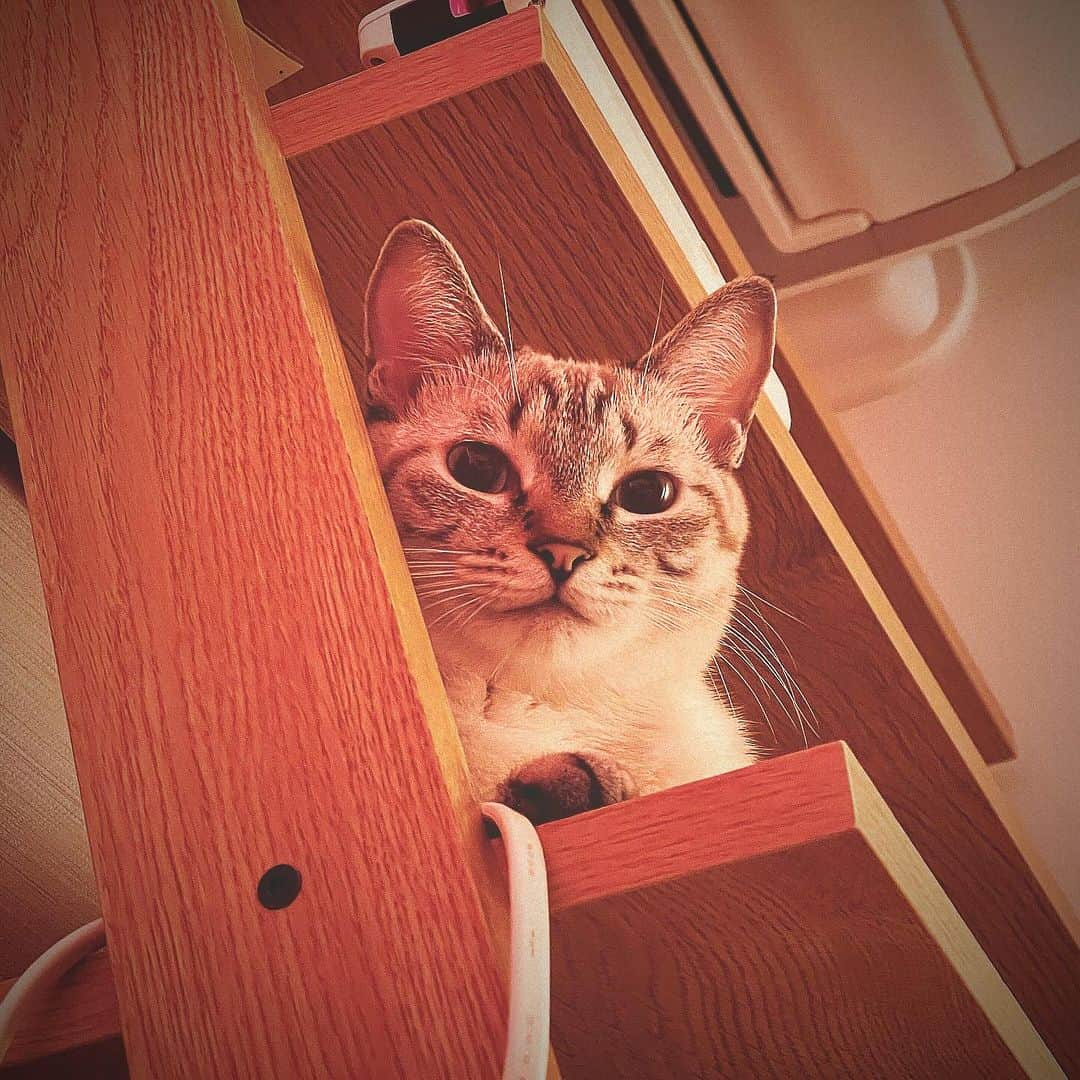 田中要次のインスタグラム：「目を覚ますと君が見つめてた #猫Guri #Bo_nyans #猫のいる暮らし」