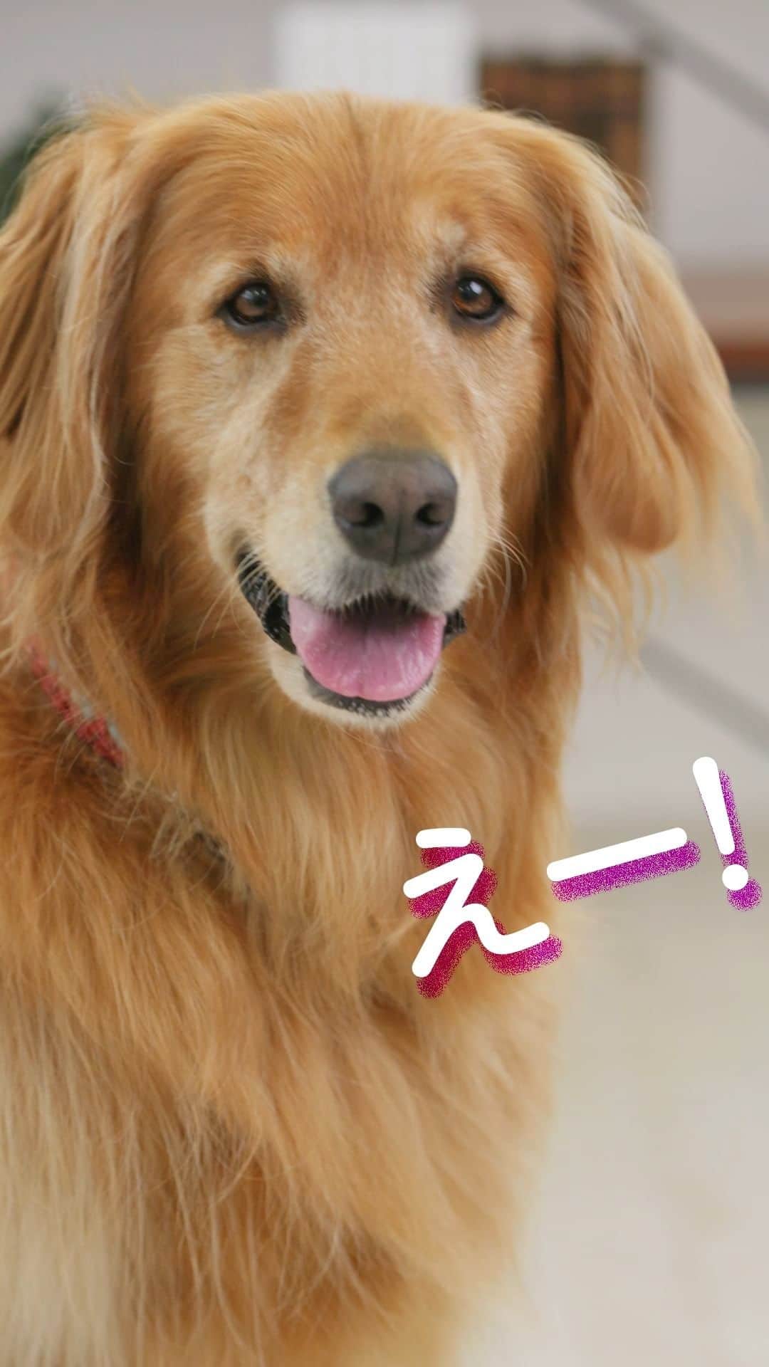 PECO いぬ部のインスタグラム：「ヤクルトの独自素材を使用した愛犬用サプリ  #PR #ヤクルト #メディサプリ #犬用サプリ」