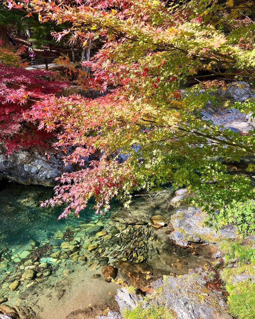 横山ルリカさんのインスタグラム写真 - (横山ルリカInstagram)「. 毎年恒例、奈良の大峰本宮 天河大辨財天社へ⛩ 今年もお導きいただいた事に感謝です🙏  とても水が綺麗な場所で、 タイミングよく秋の紅葉も楽しむことができて大自然の澄んだパワーを沢山いただきました🍁  競馬予想TV!予想家の井内さん、市丸さんと今年は最小人数の3人旅🚝  井内さんが旅のお供にくださったほうじ茶ゼリーが美味しくてペロリ🤤 家族にお土産で買って帰りました✨  #奈良 #大峰本宮 #天河大辨財天社 #⛩ #御朱印 #パワースポット  #🐉 #競馬予想TV #井内利彰 さん #市丸博司 さん #紅葉 #ほうじ茶ゼリー」11月1日 12時43分 - rurika_yokoyama_official